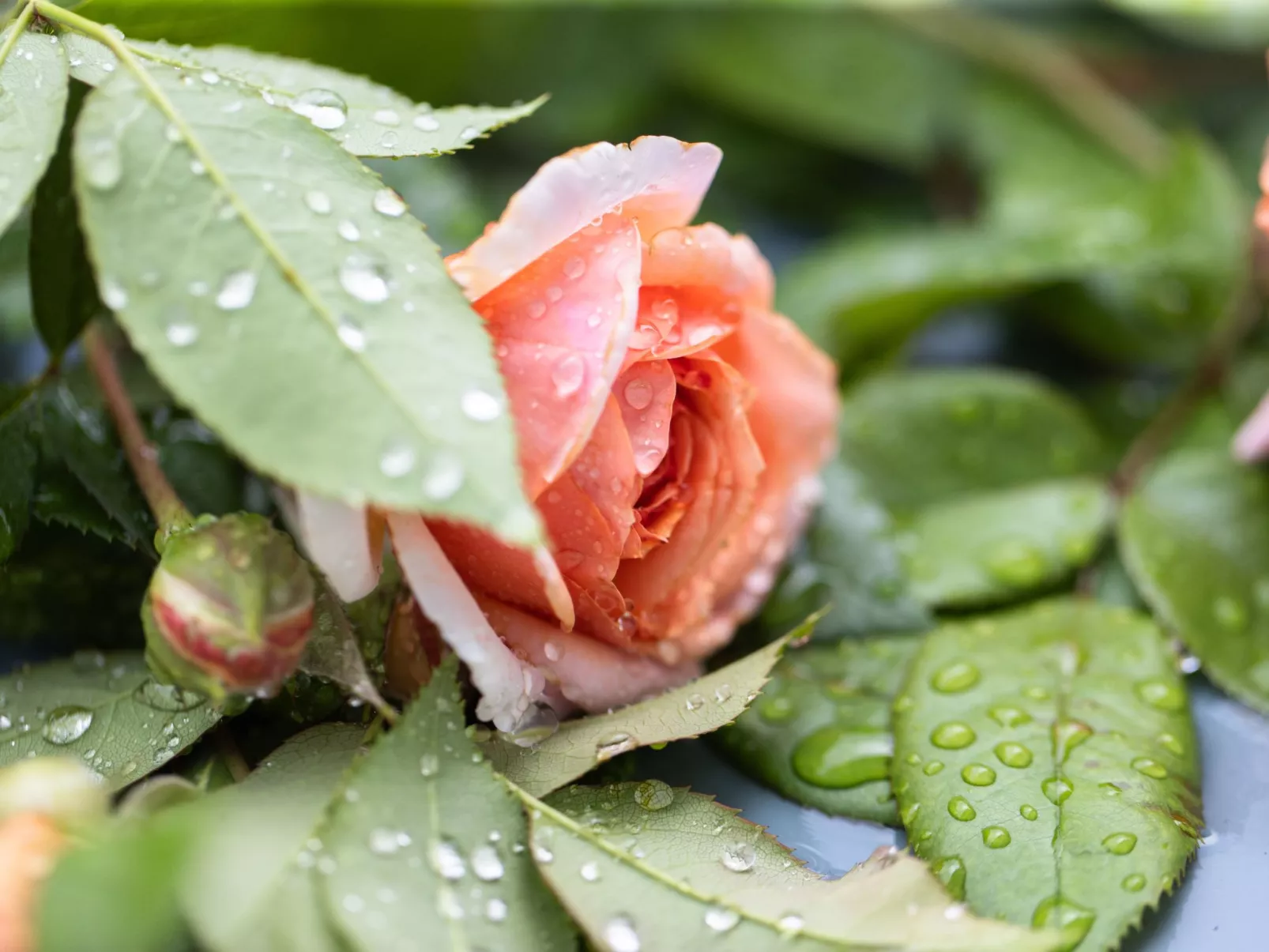 Chateau Duplex Ferme-Image-tags.info