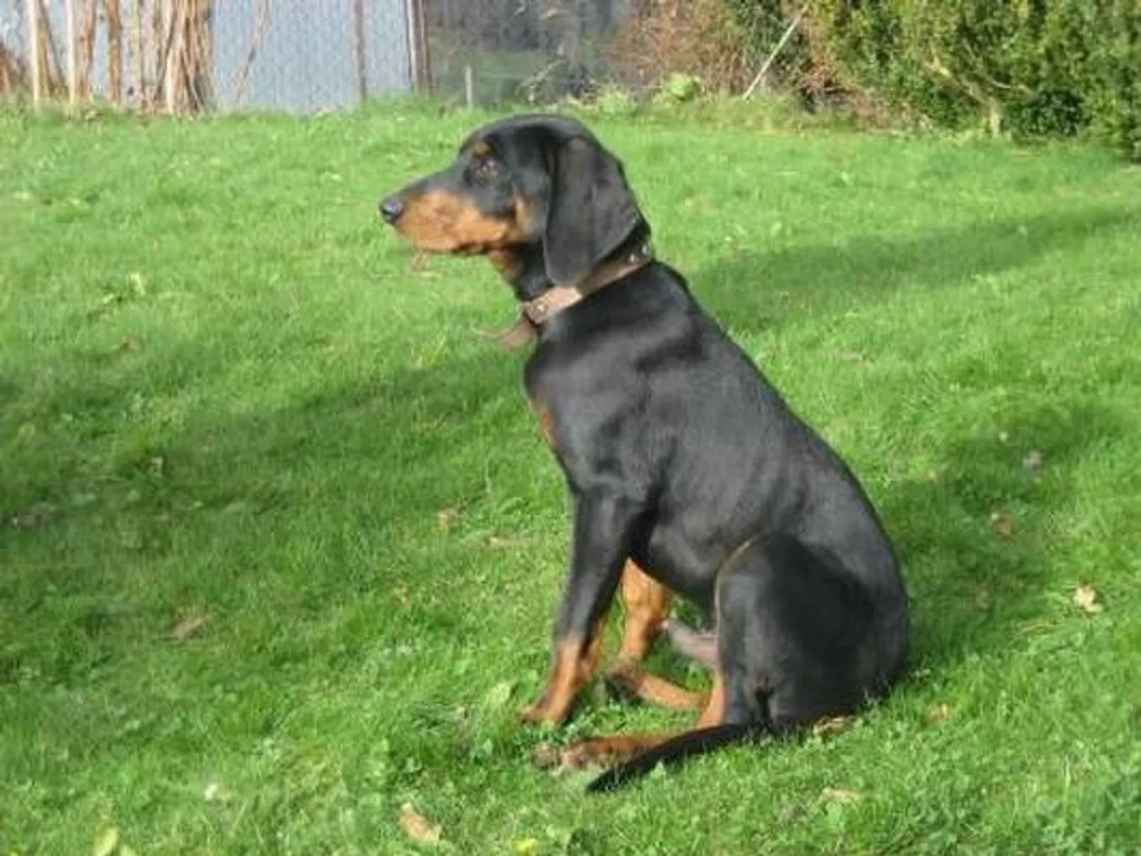 Gmünde-Image-tags.info