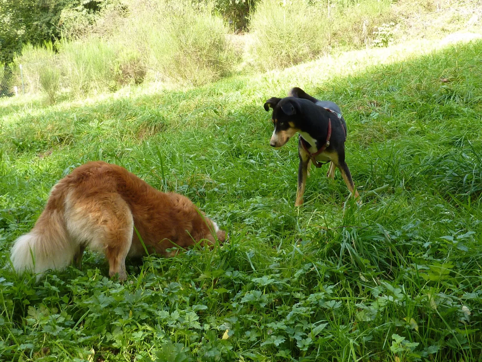 Holz-Blockhaus für vier Personen mit Terrasse-Image-tags.info