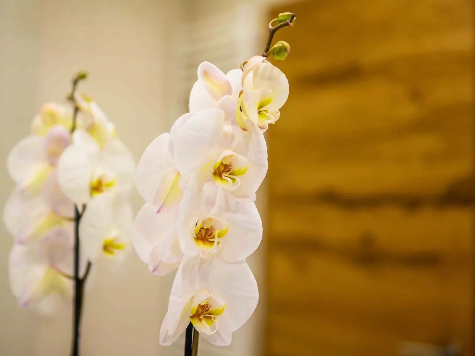 Chalet Waldhof mit Panoramasauna-Binnen