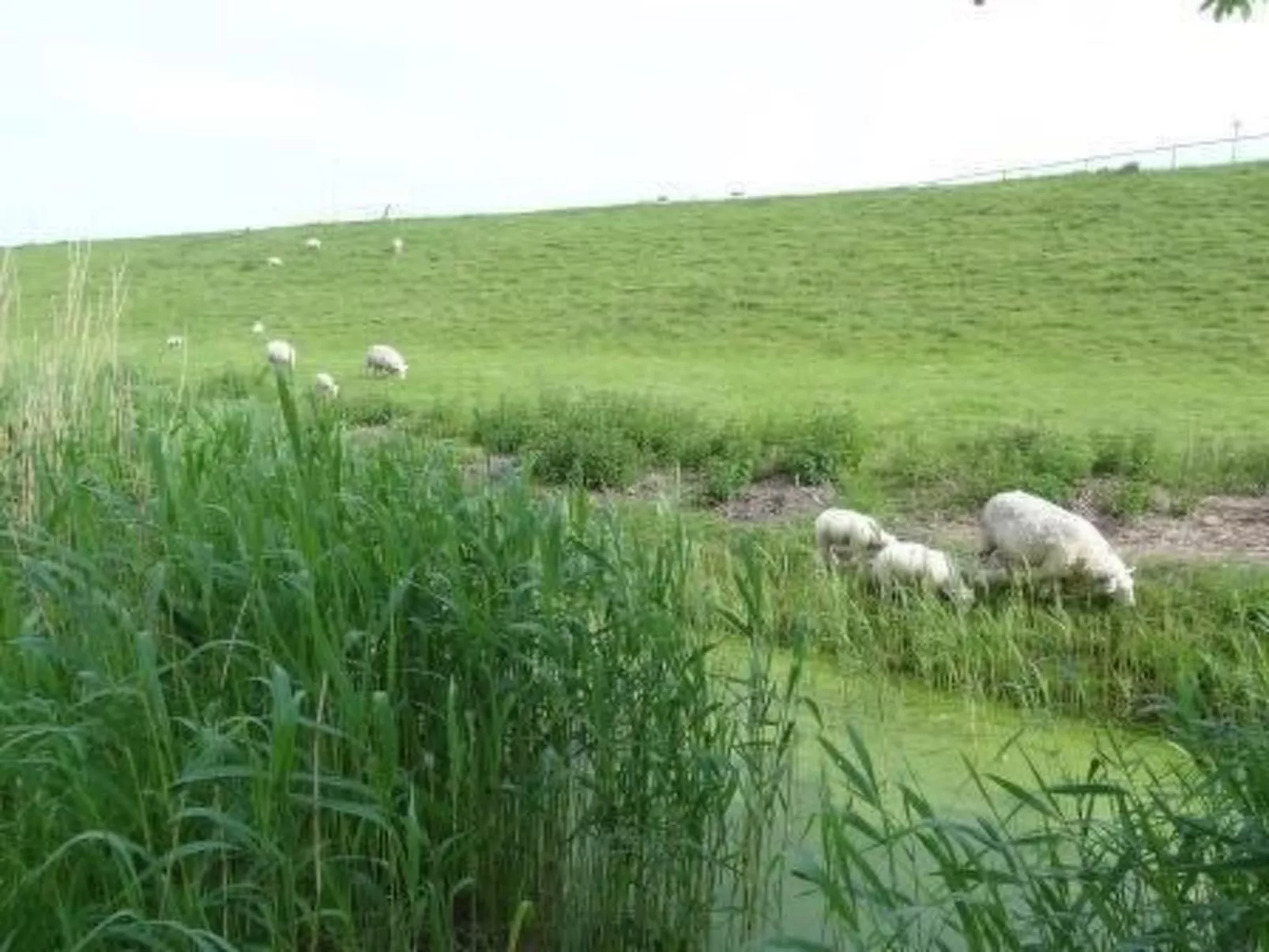 "Der Austernfischer"-Image-tags.info