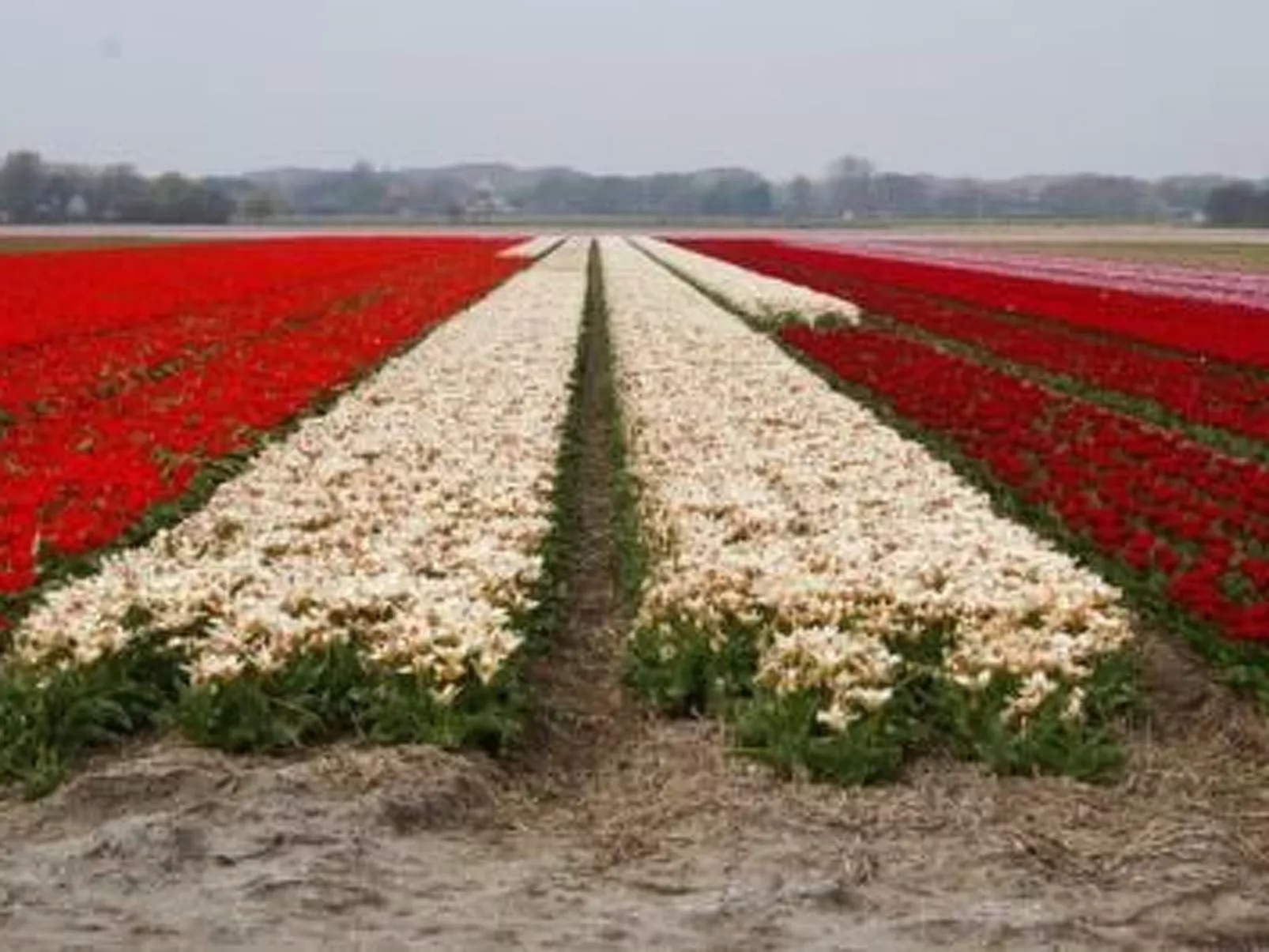 Ferienvilla mit Garten, Grill und Terrasse-Buiten