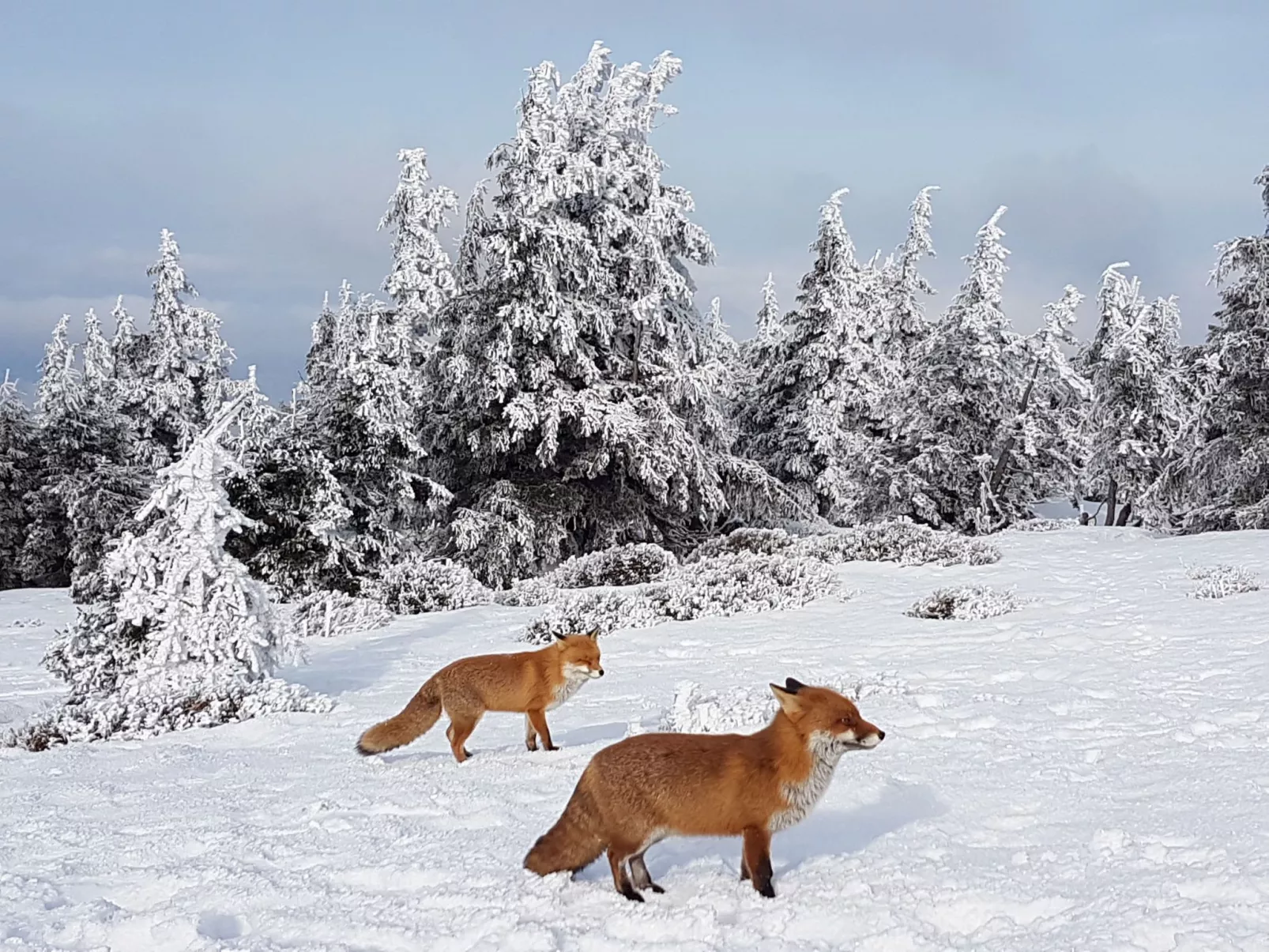WALDLIEBE ♡-Buiten