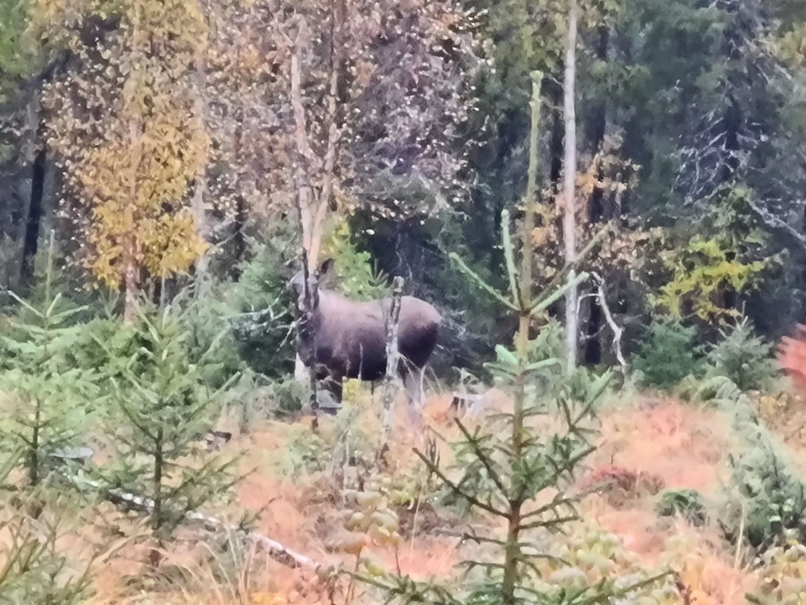 Haus-Lappland-Buiten