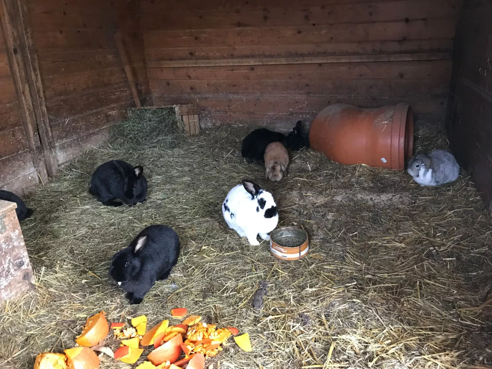 Pony-Ziegen-Hasen-Ranch in Bichlbach-Buiten