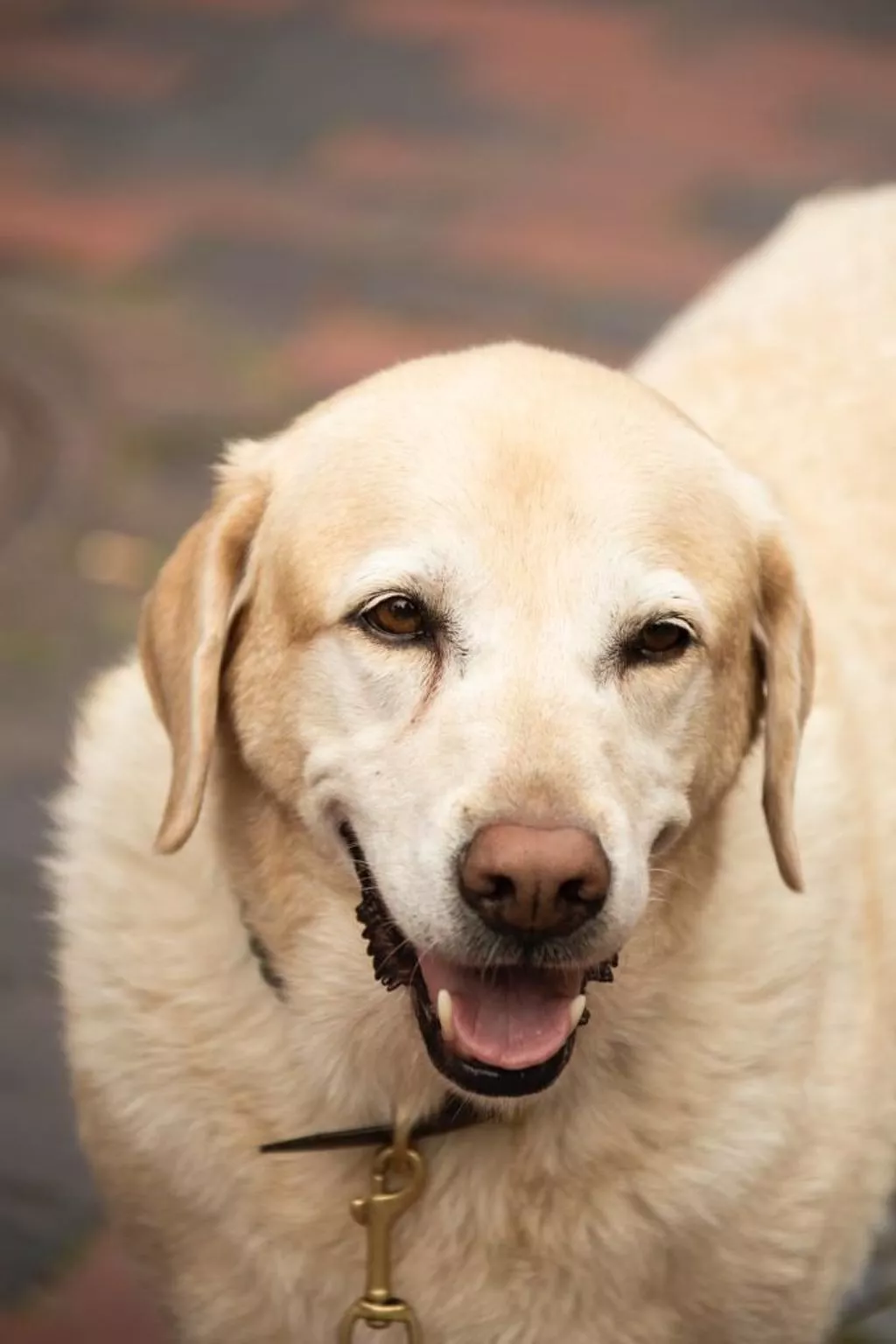 Villa Mönchgut Binz-Image-tags.info