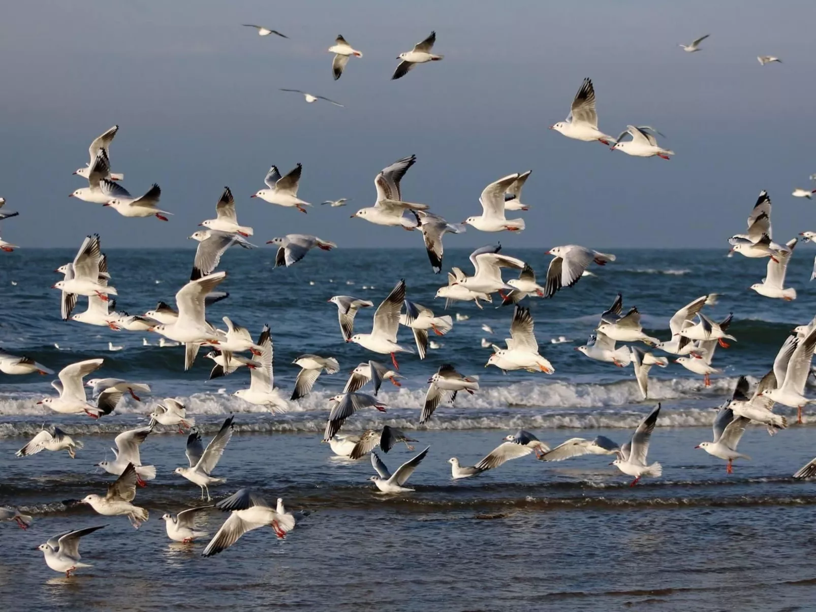 Sommerhaus "De Zeester"-Buiten