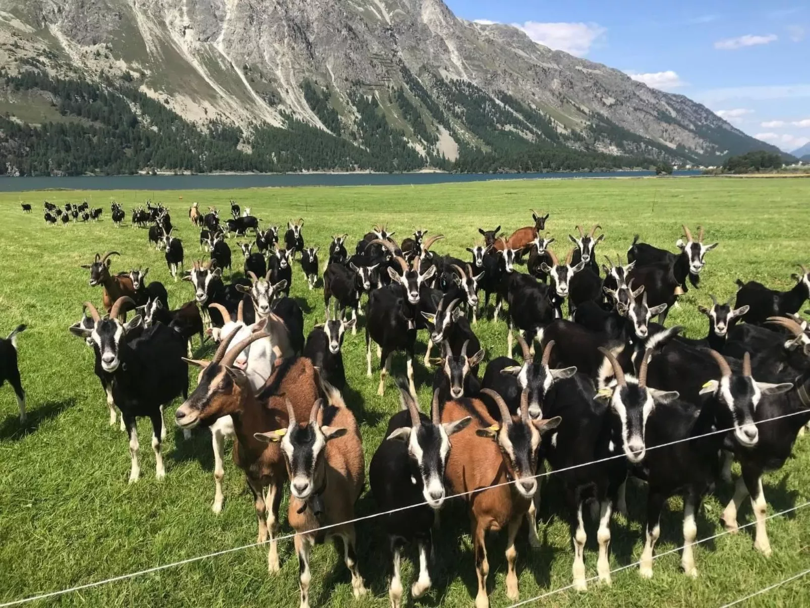 Chesa Ladina-Image-tags.info