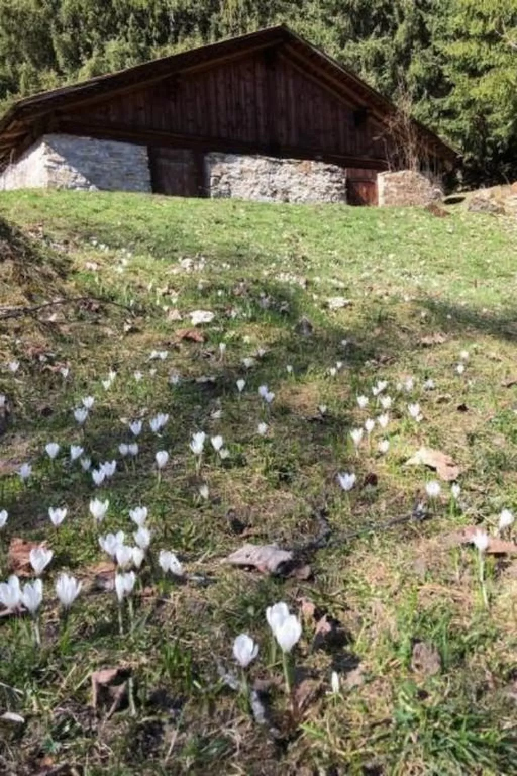 Katharina von Allmen-Buiten