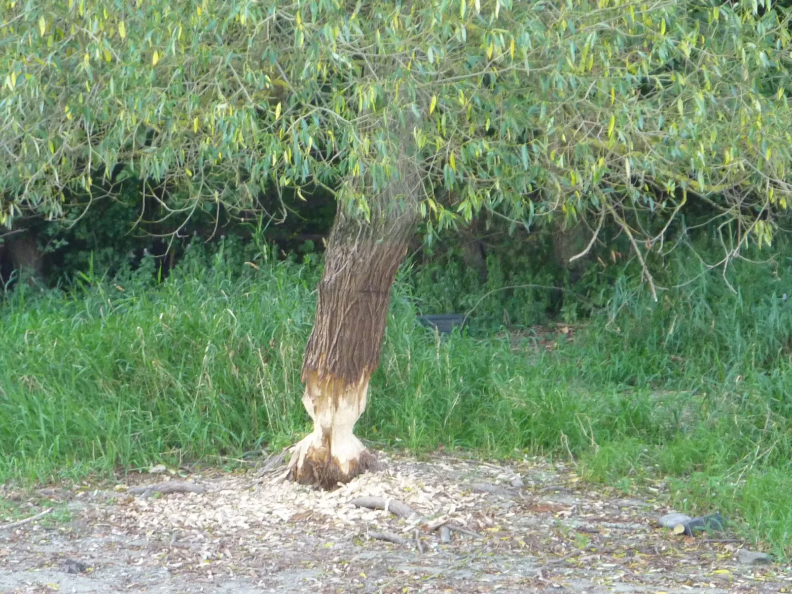 Ferienhas Diemelsee-Image-tags.info