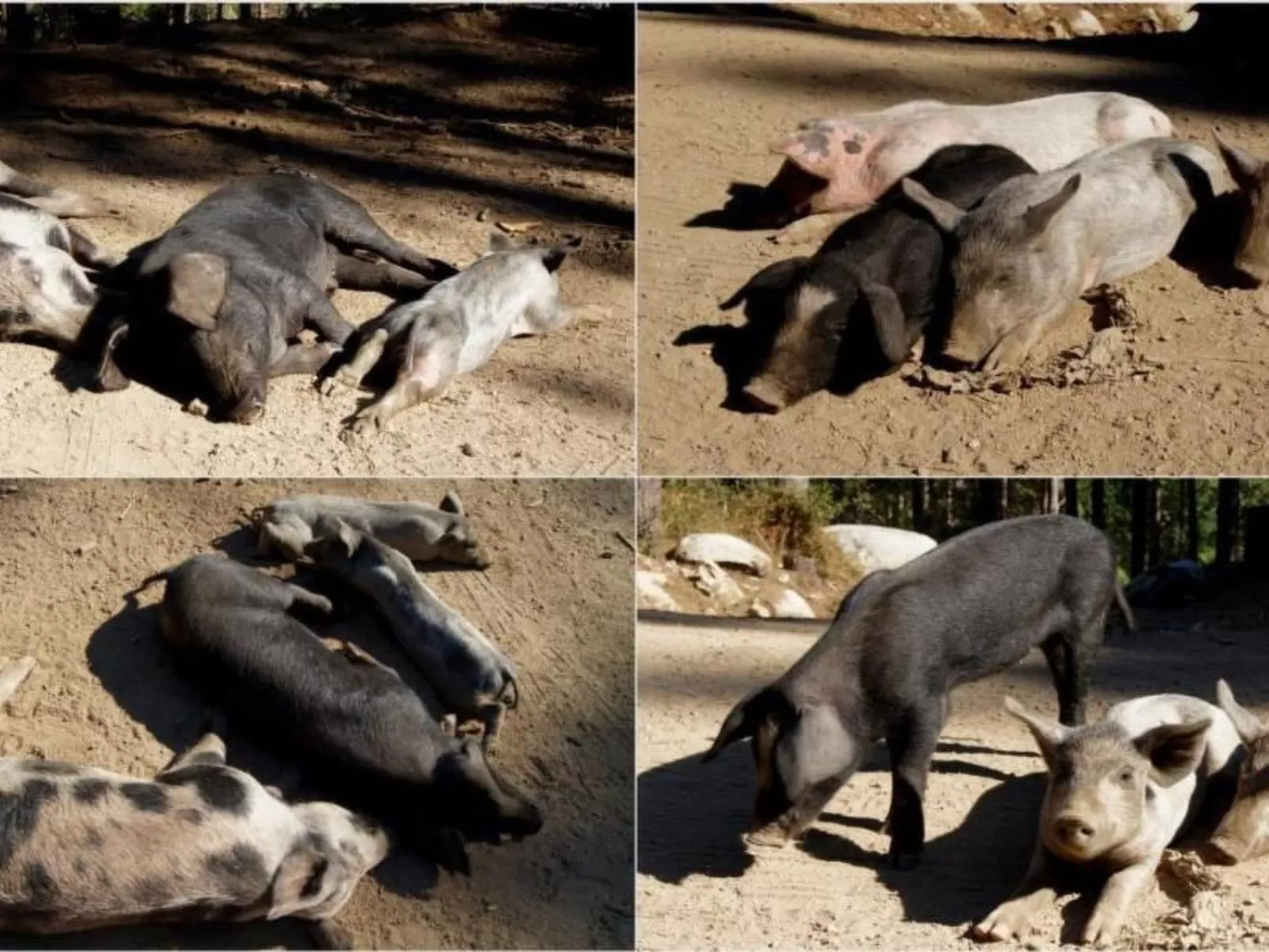 Wohnung mit allem Komfort Strand zu Fuß-Image-tags.info
