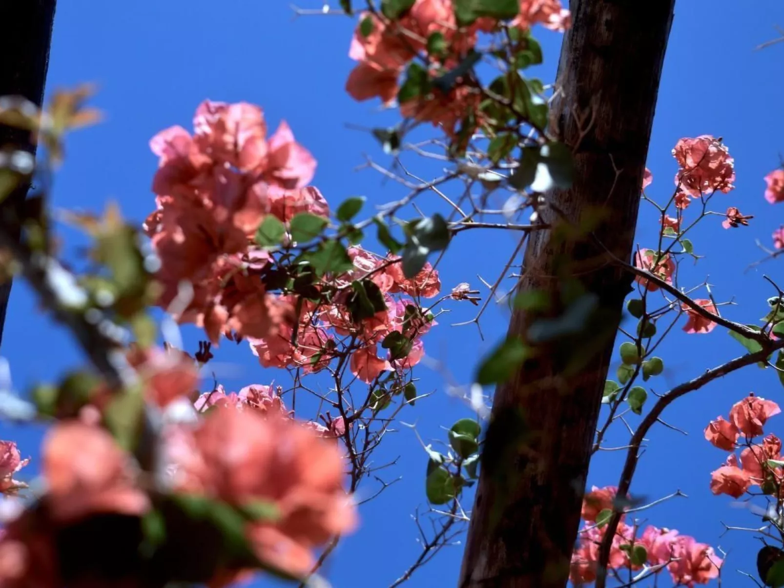 Lavastein-Bauernhaus Yazmina mit schönem Garten-Buiten