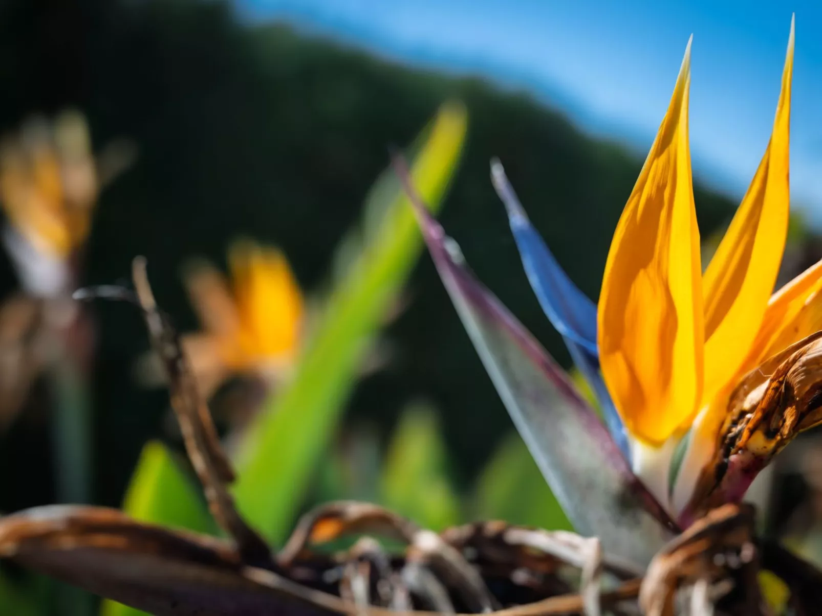 Sterlizia, Villa mit Pool in Meeresnähe-Image-tags.info