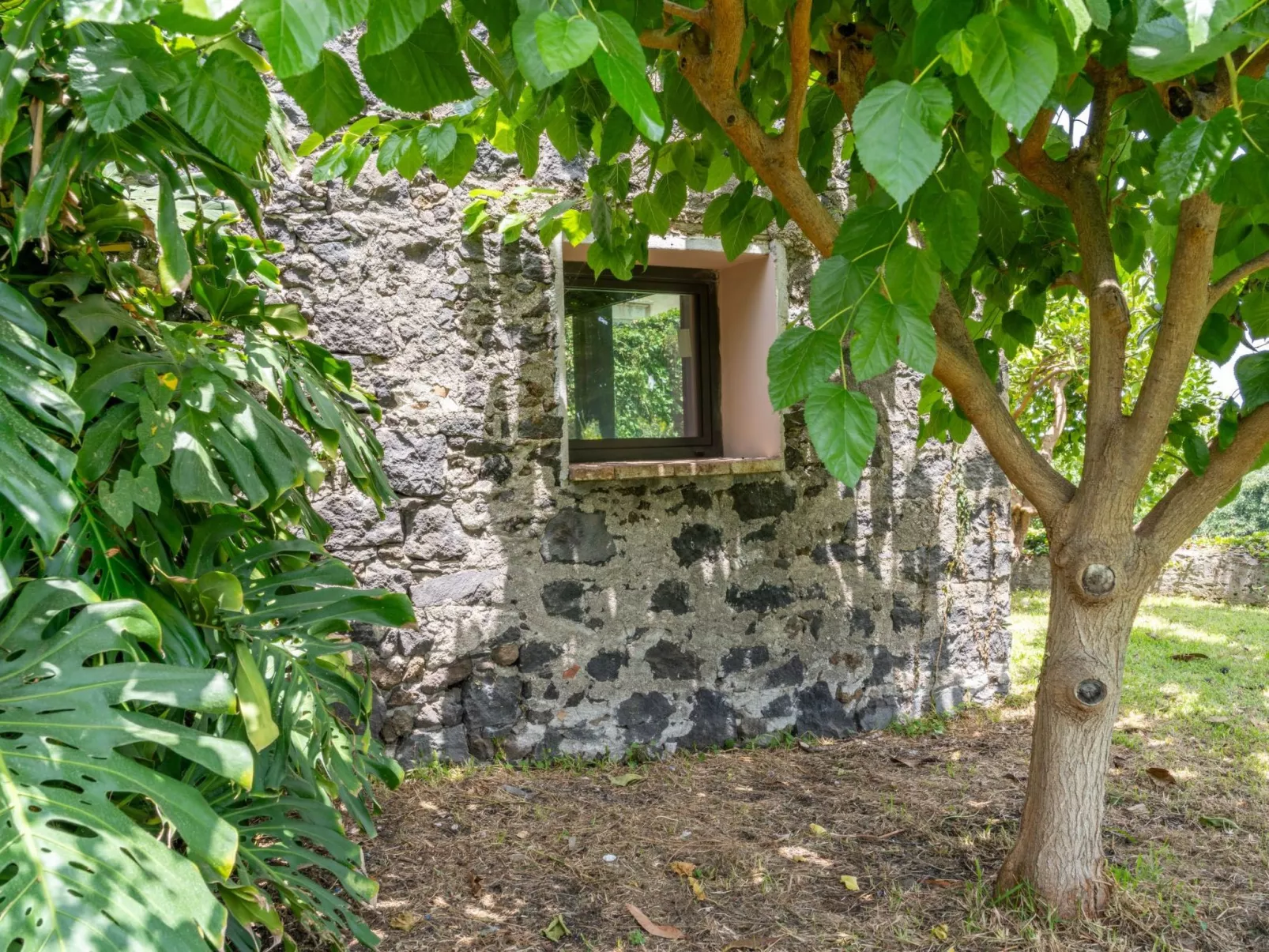 Avocado Garten-Image-tags.info