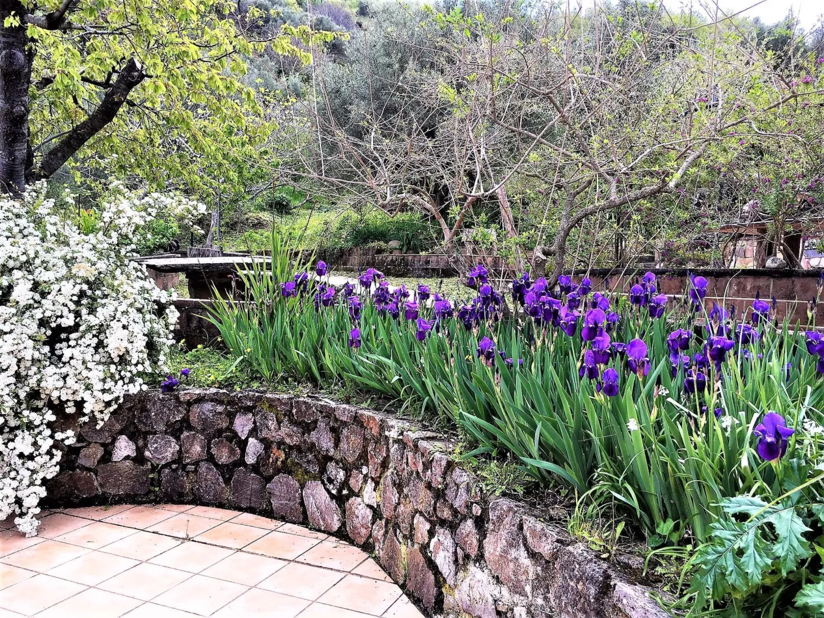 Flache Limone-Image-tags.info