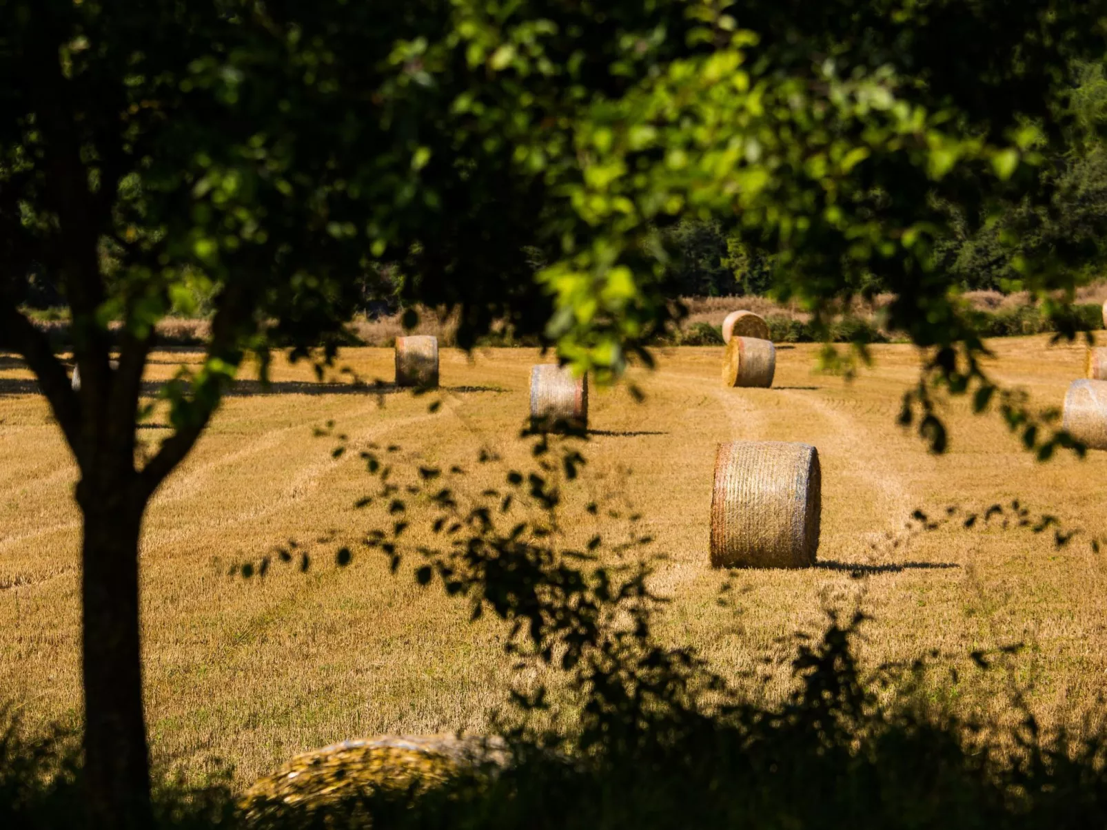 Wohnung "El Corral" mit Terrasse-Image-tags.info