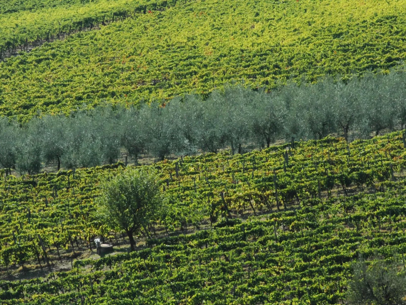 Apartment Rosa Canina (Wilde Rose)-Image-tags.info