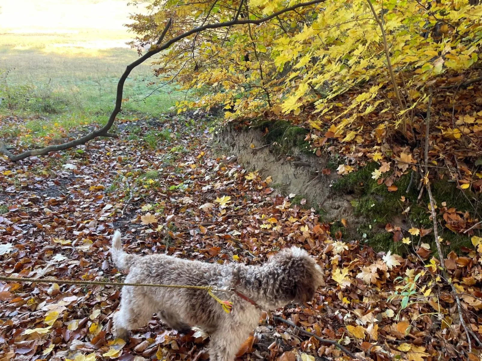 Vogelecke - abseits des Trubels und der Hektik-Buiten