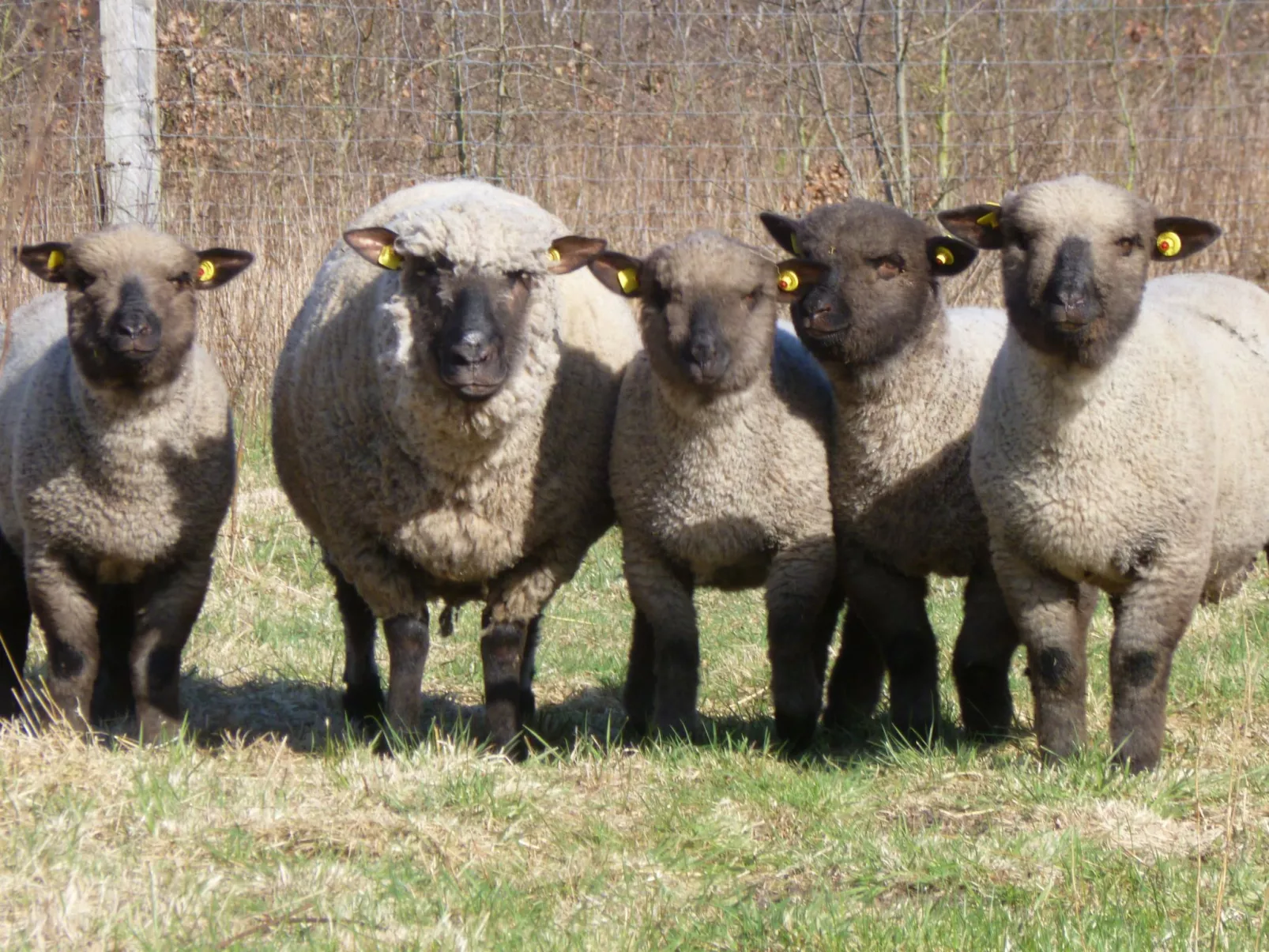 Haus Siedschelje-Buiten