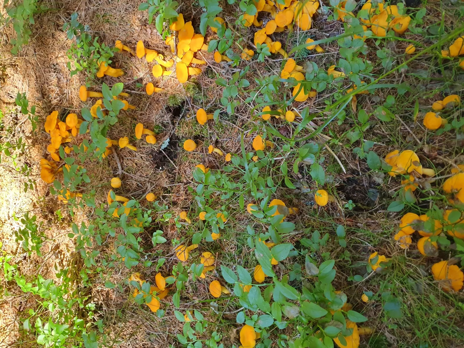 Frojach-Image-tags.info