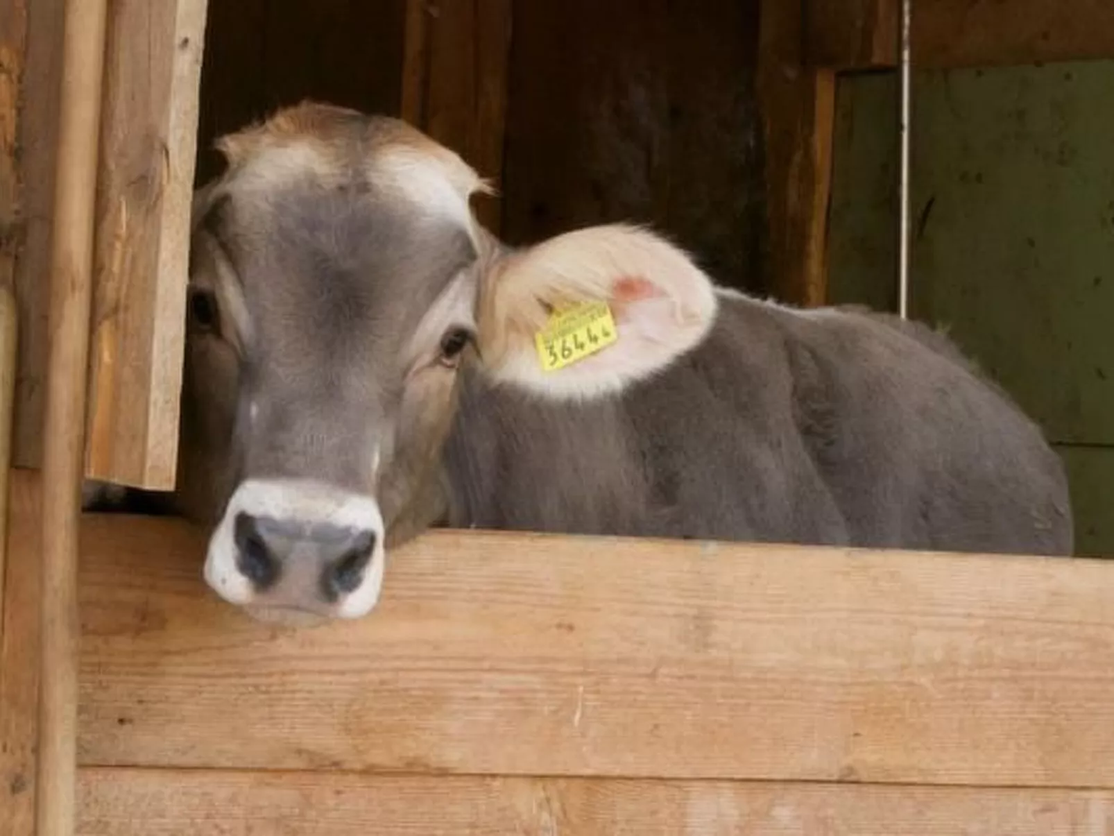 Hasenbüel-Image-tags.info