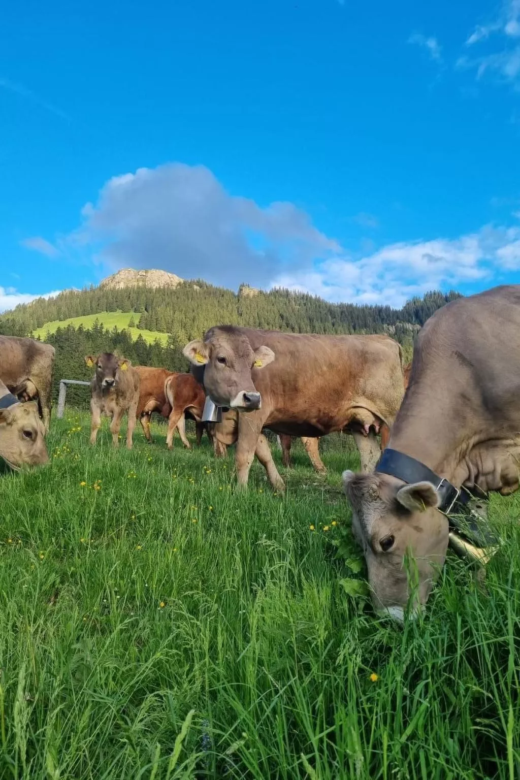 Bio-Hof Brudersrüti-Buiten