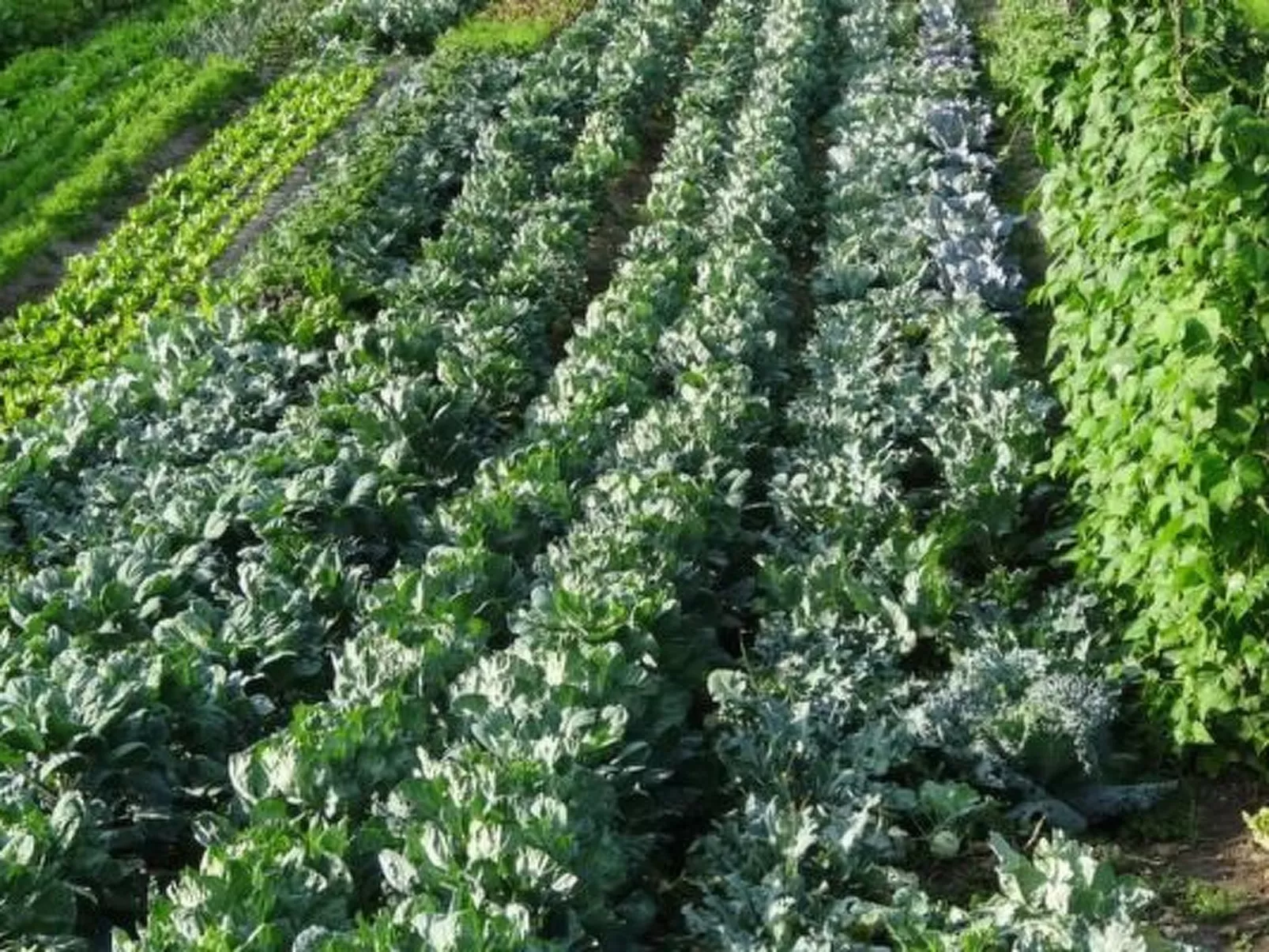 Bauernhof Gerber-Buiten