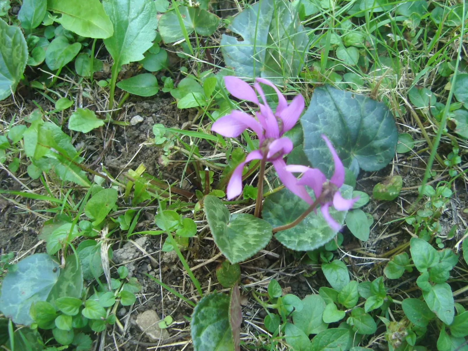 Mit Terrasse, Grill und Garten-Buiten