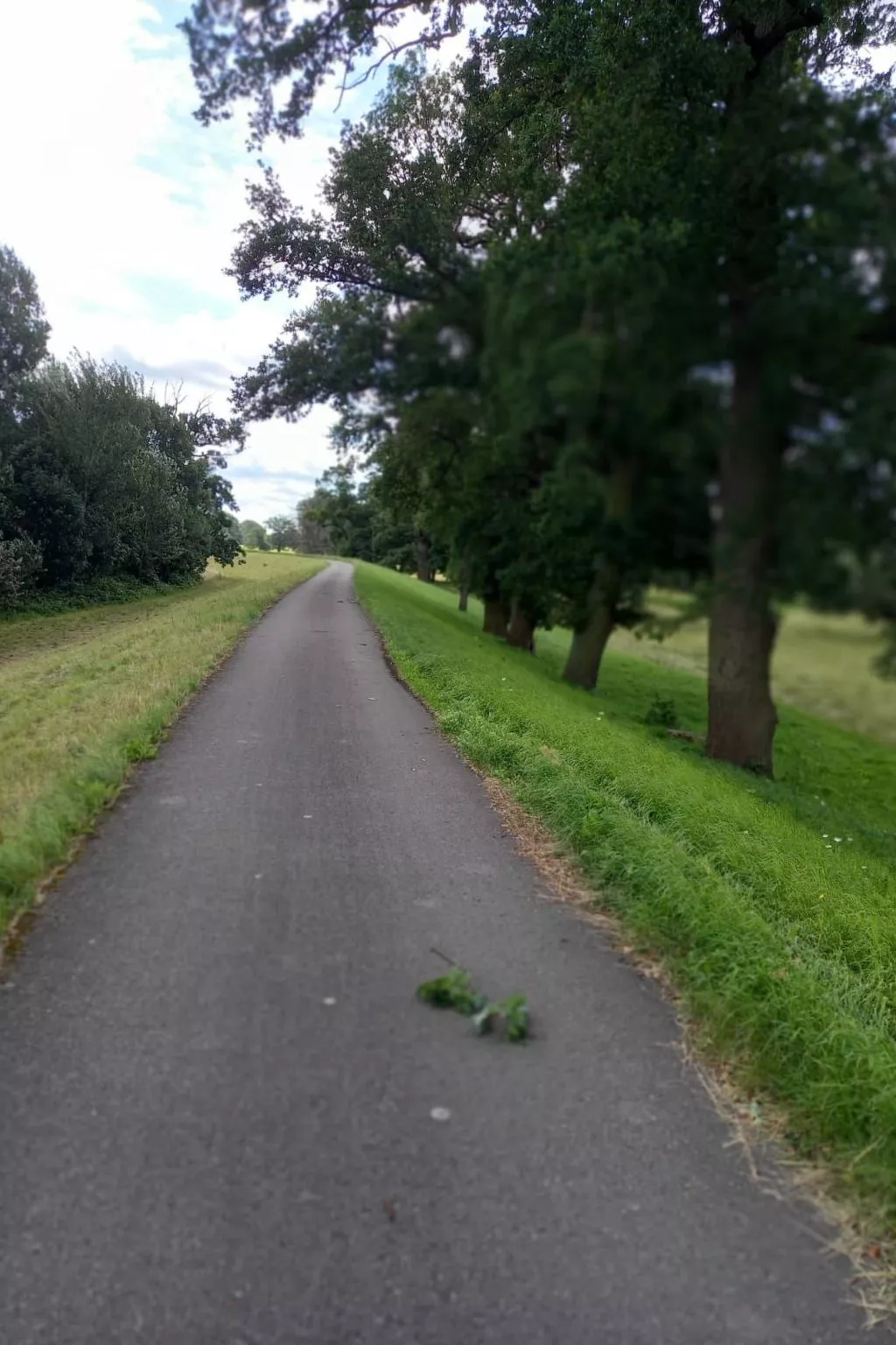 Haus Elbrose inmitten von Rosen mit Elbdeichzugang-Buiten
