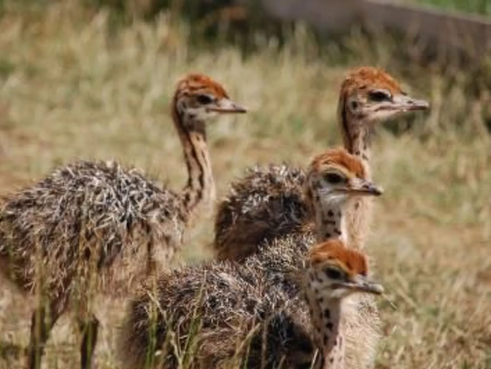 Alleenwiesen-Image-tags.info