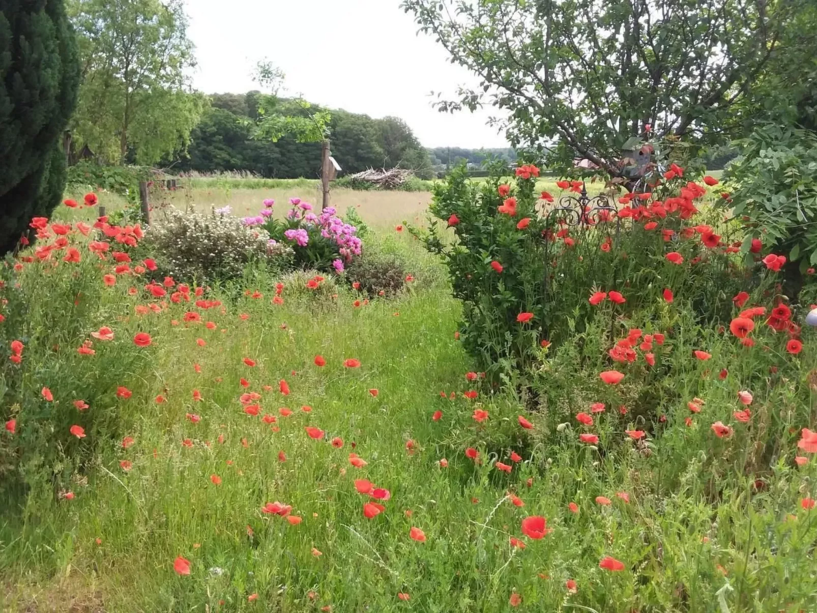 Schmetterling-Buiten