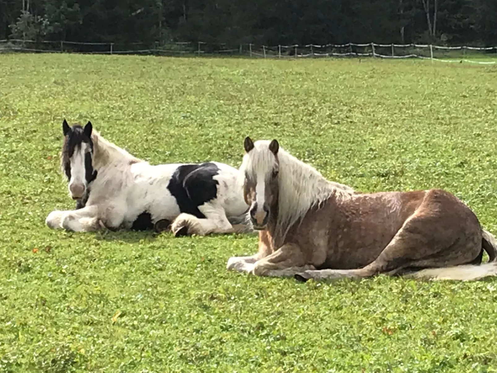 Pony-Ziegen-Hasen-Ranch in Bichlbach-Buiten