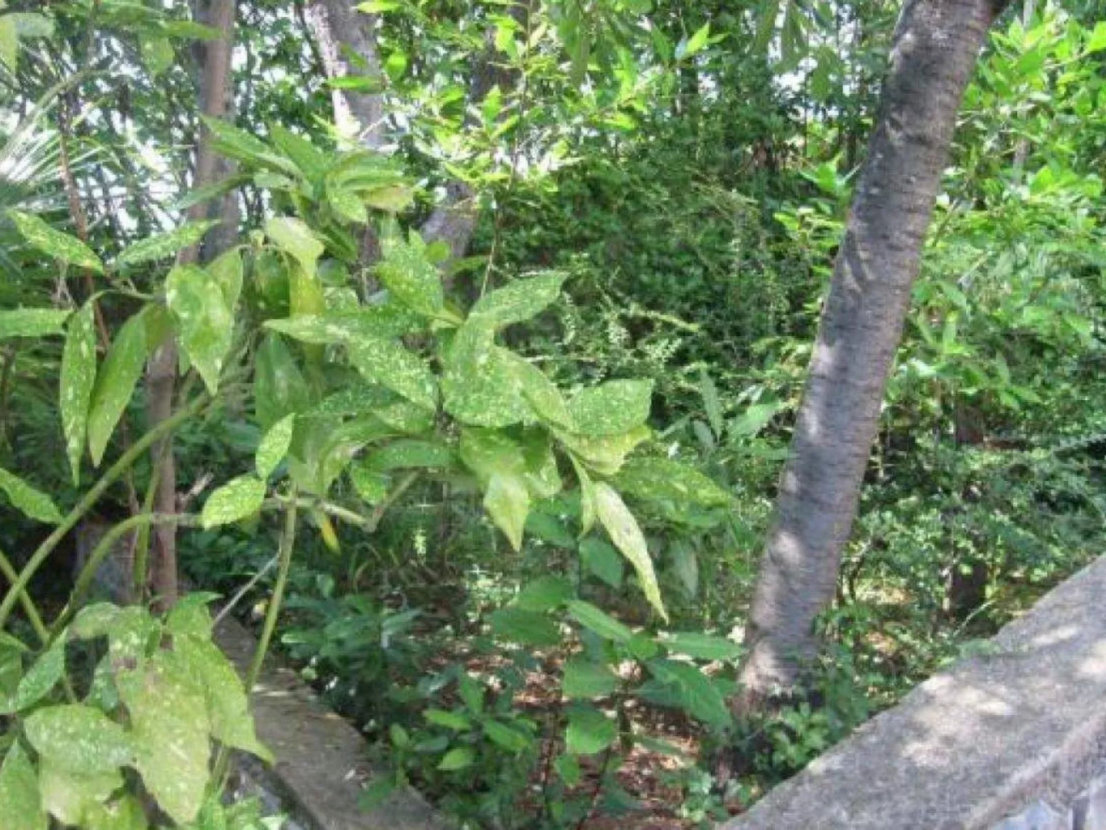 Appartement in Dramalj mit Terrasse-Buiten