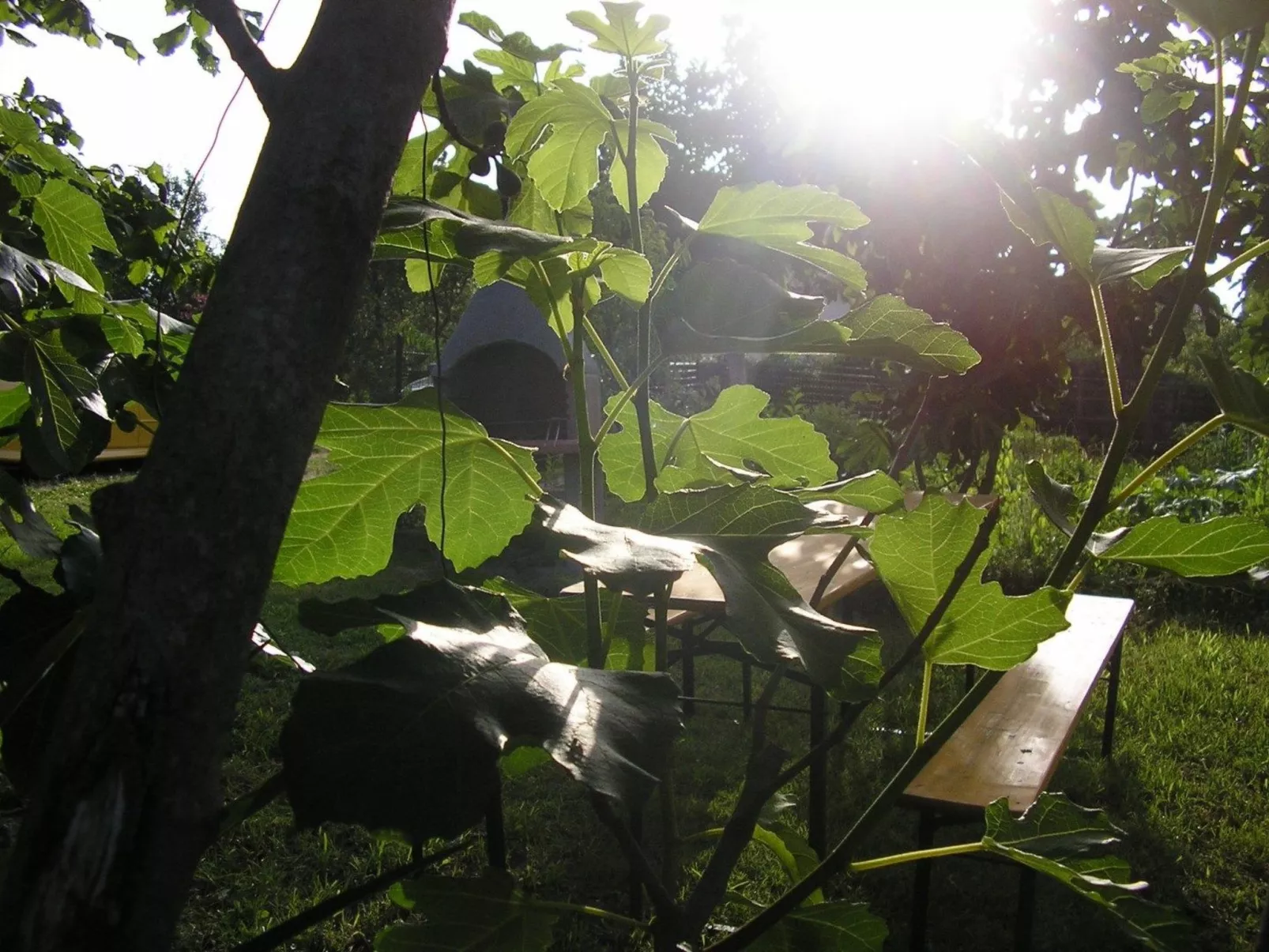 App Coki 5.-Image-tags.info