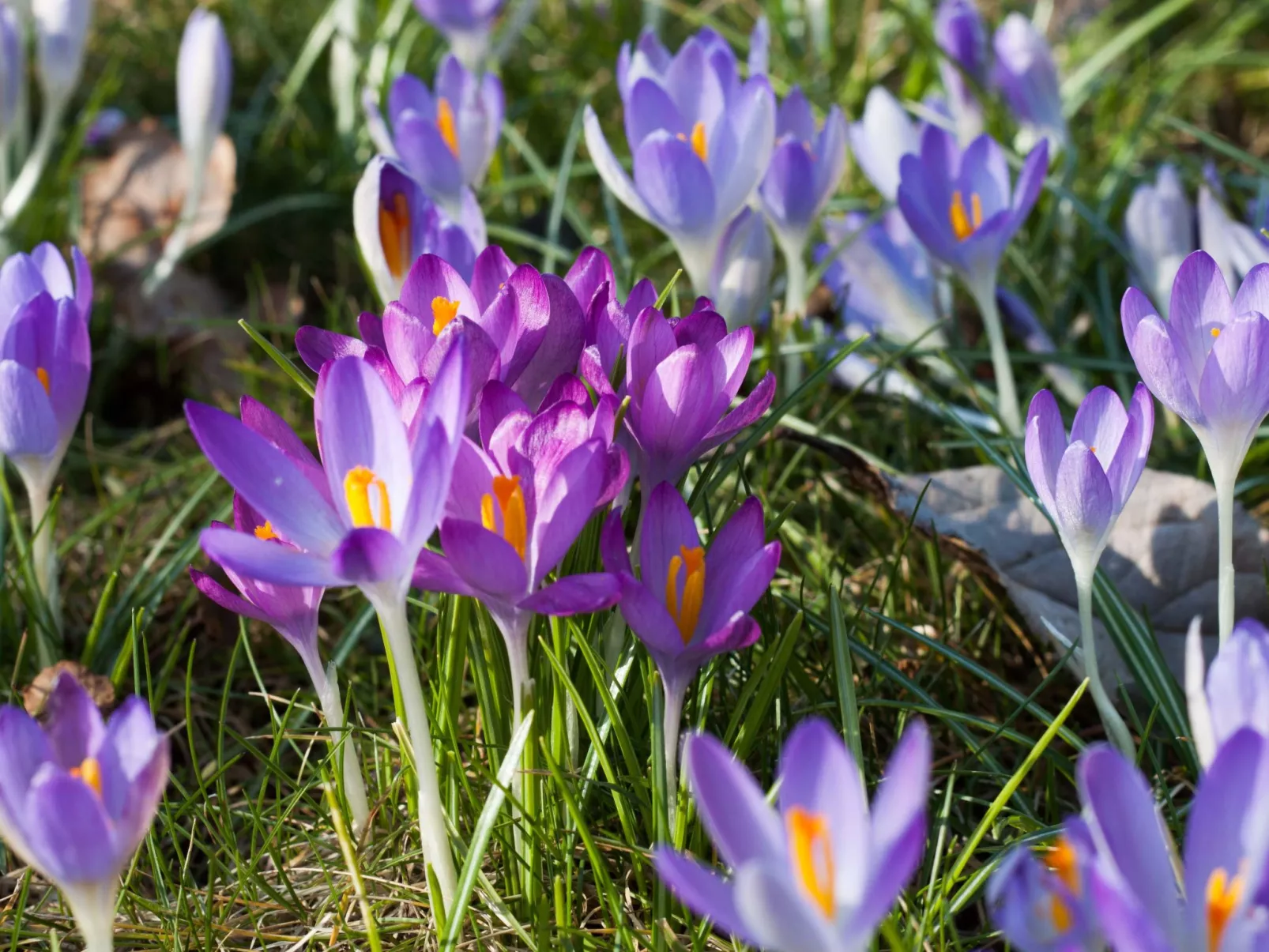 Am Apothekerberg-Buiten