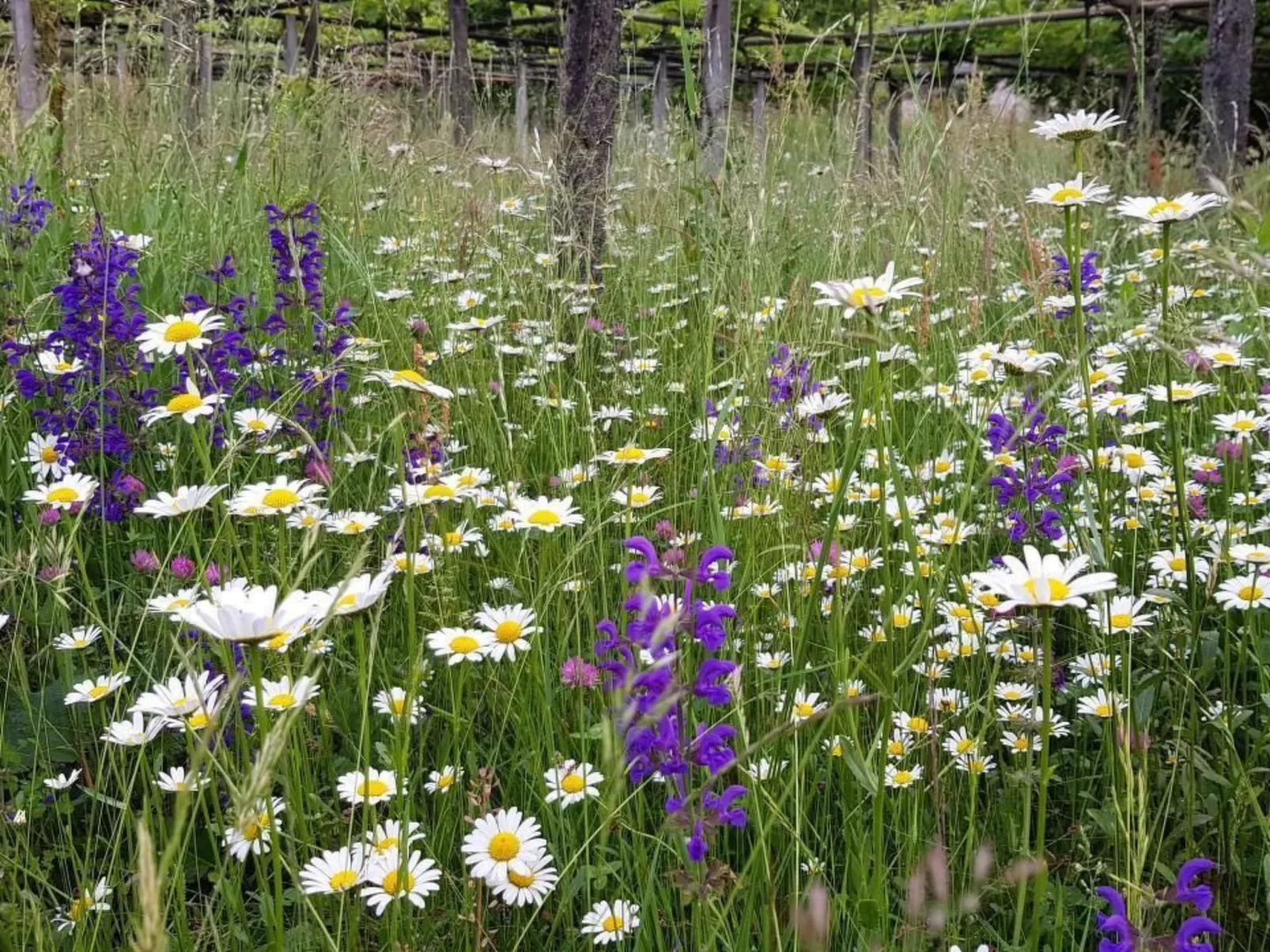 Casa Giardino Grande-Image-tags.info