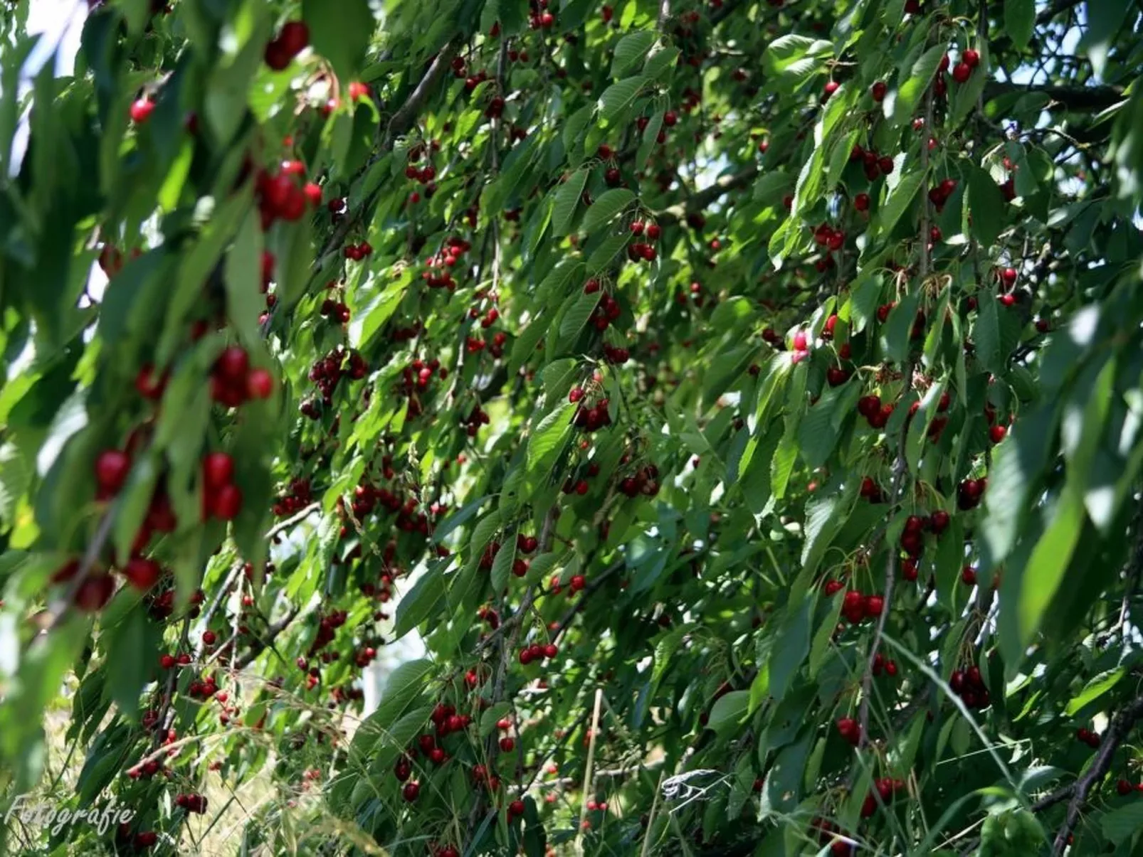 Gemütliches Appartement in Betschdorf-Buiten