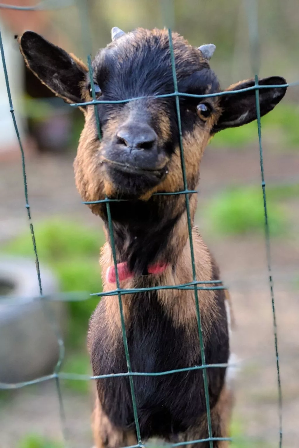 Helles, offenes Ferienhaus, Gemeinschaftspool Hunde-Buiten