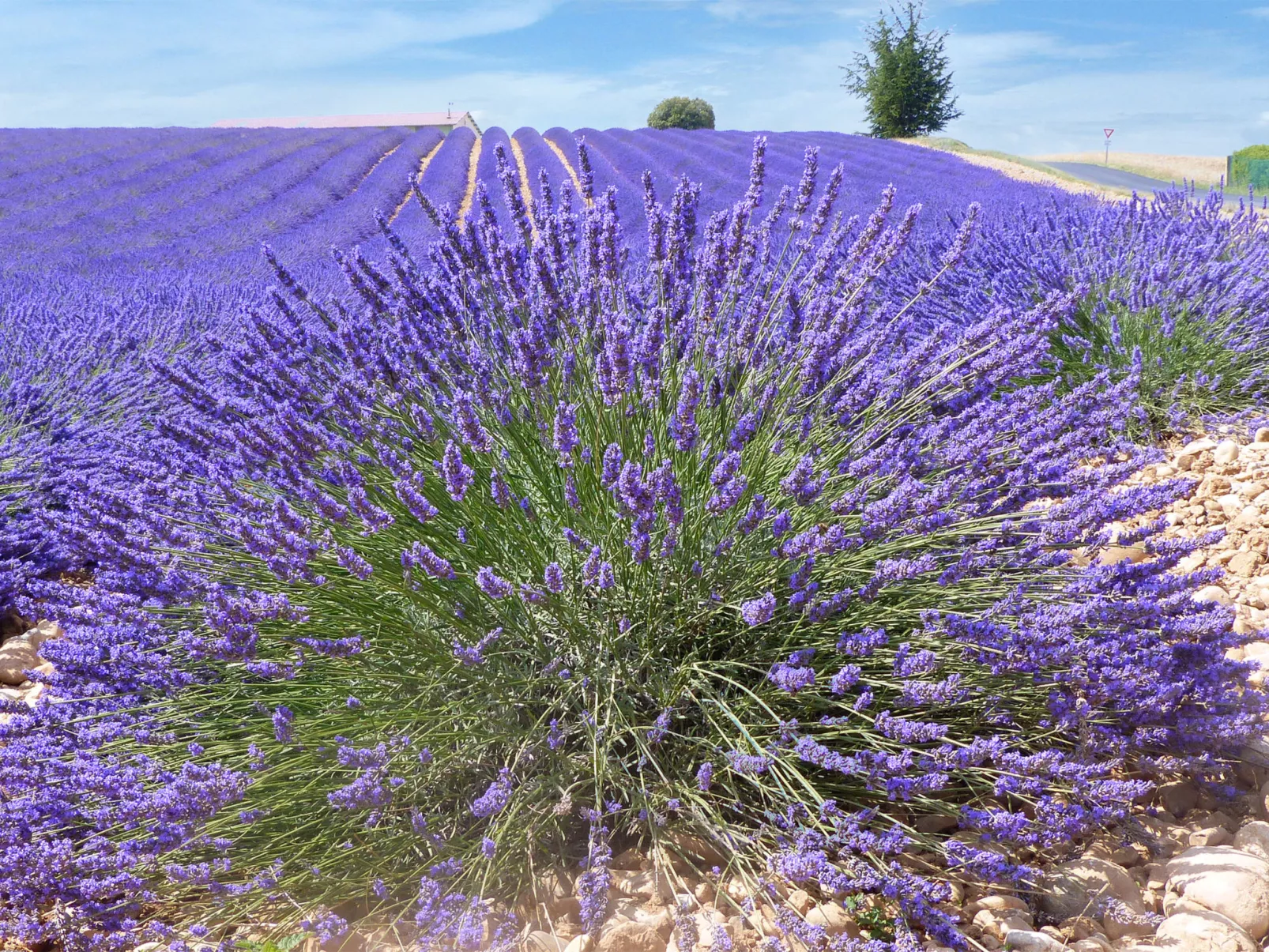 Wohnung mit Kamin-Omgeving