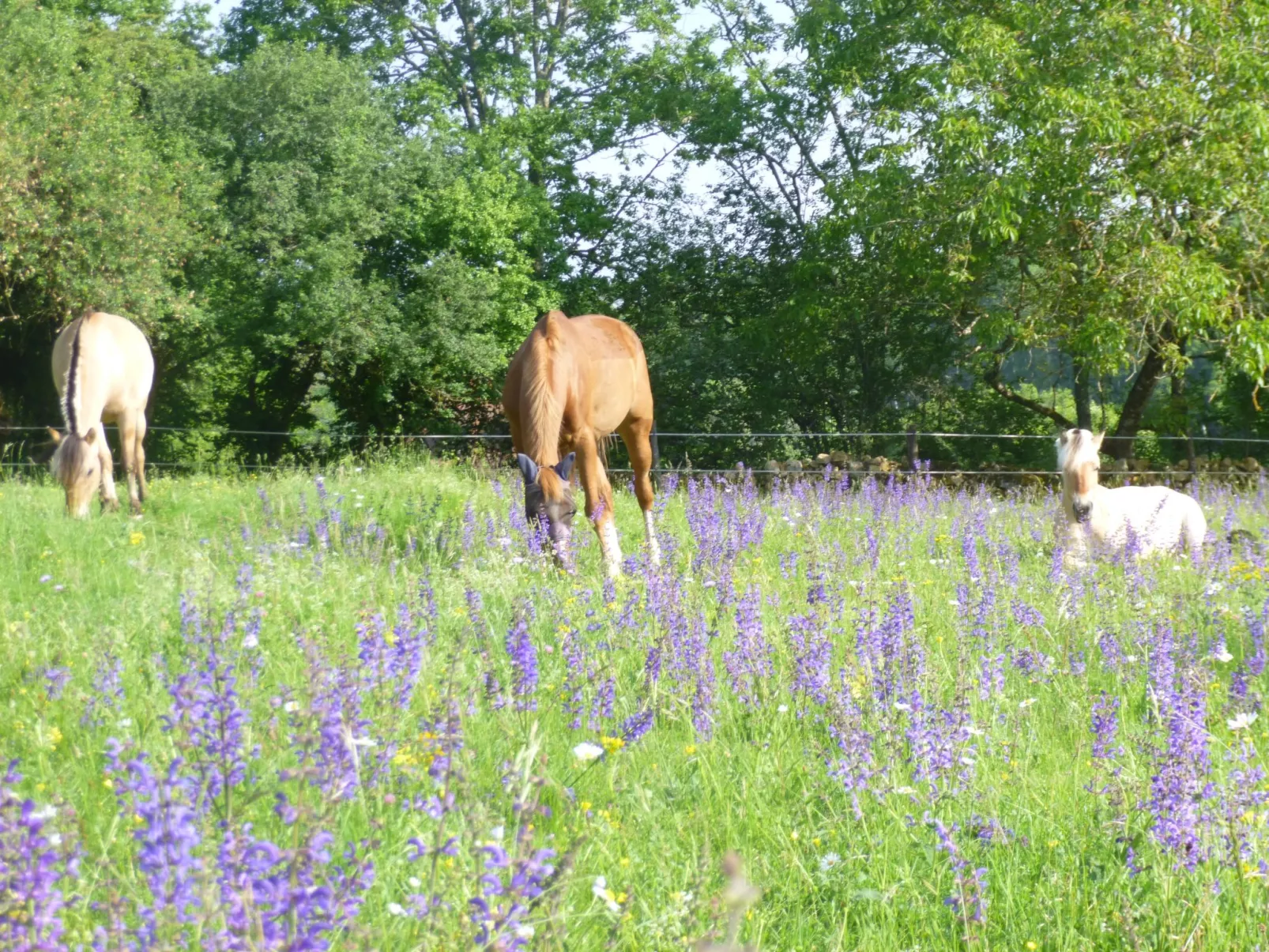 Komfort, Ruhe, privater Pool, EV-Ladestation-Buiten