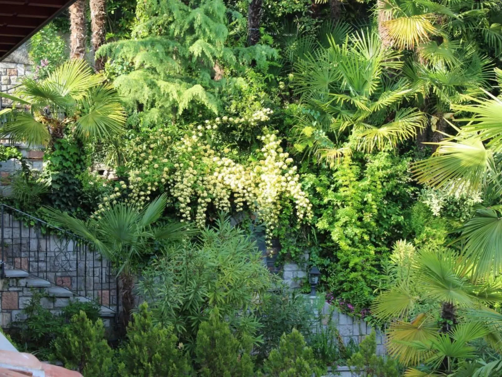 Olive-Image-tags.info