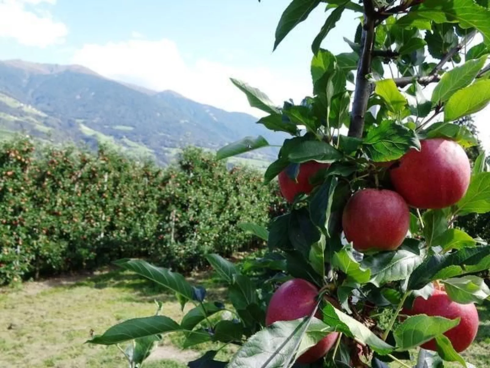 Mit Terrasse auf einem Bauernhof-Image-tags.info