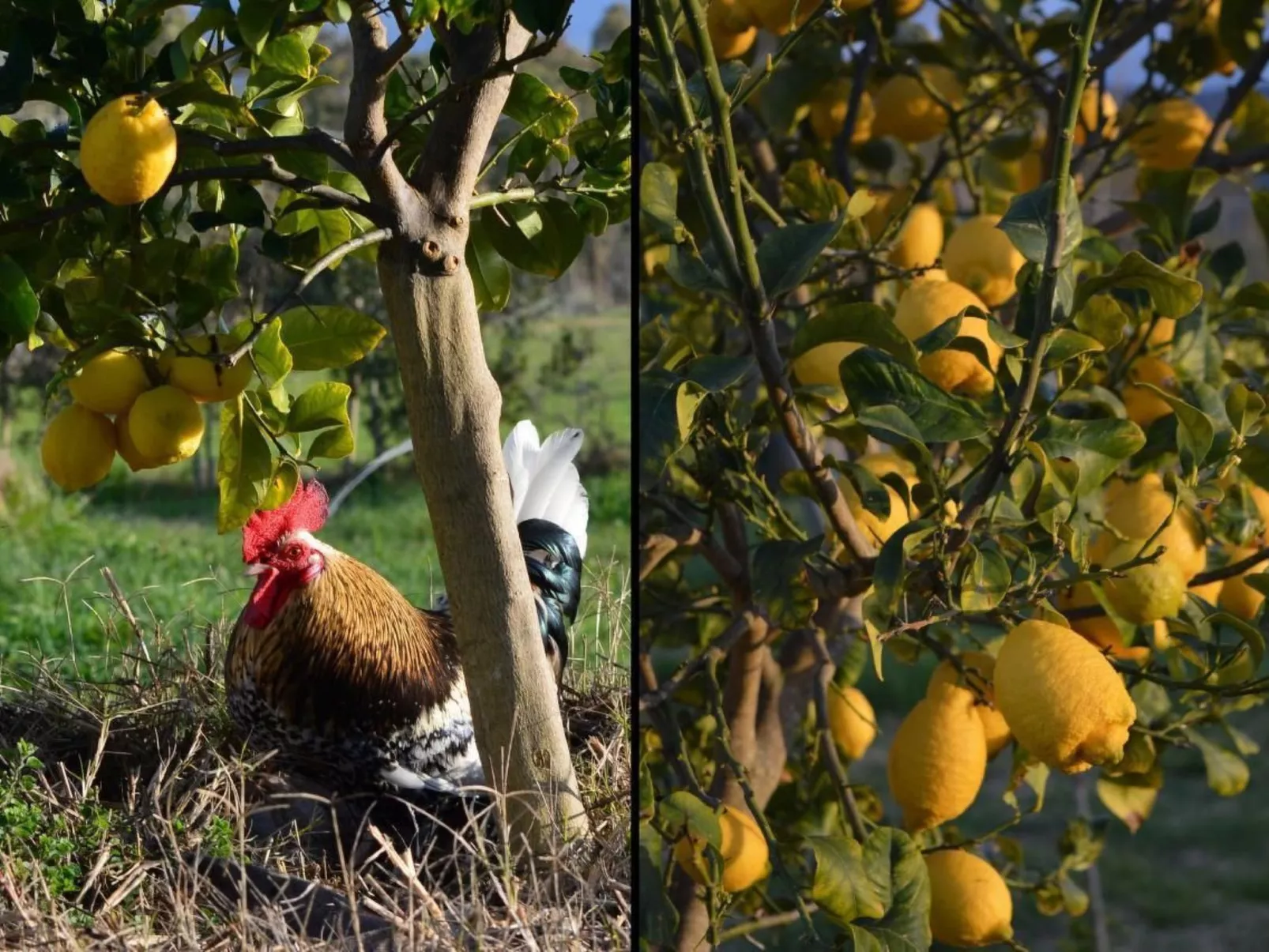 Su Sole de Barega-Image-tags.info