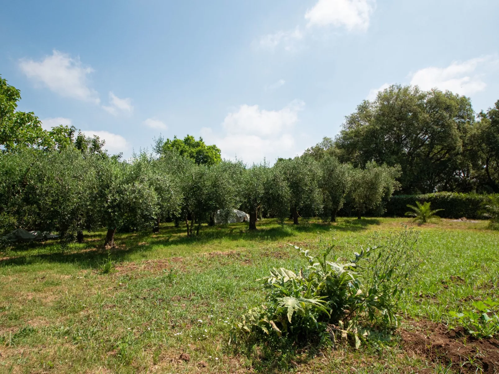 Oleandri Ferienhaus mit privatem Pool-Image-tags.info