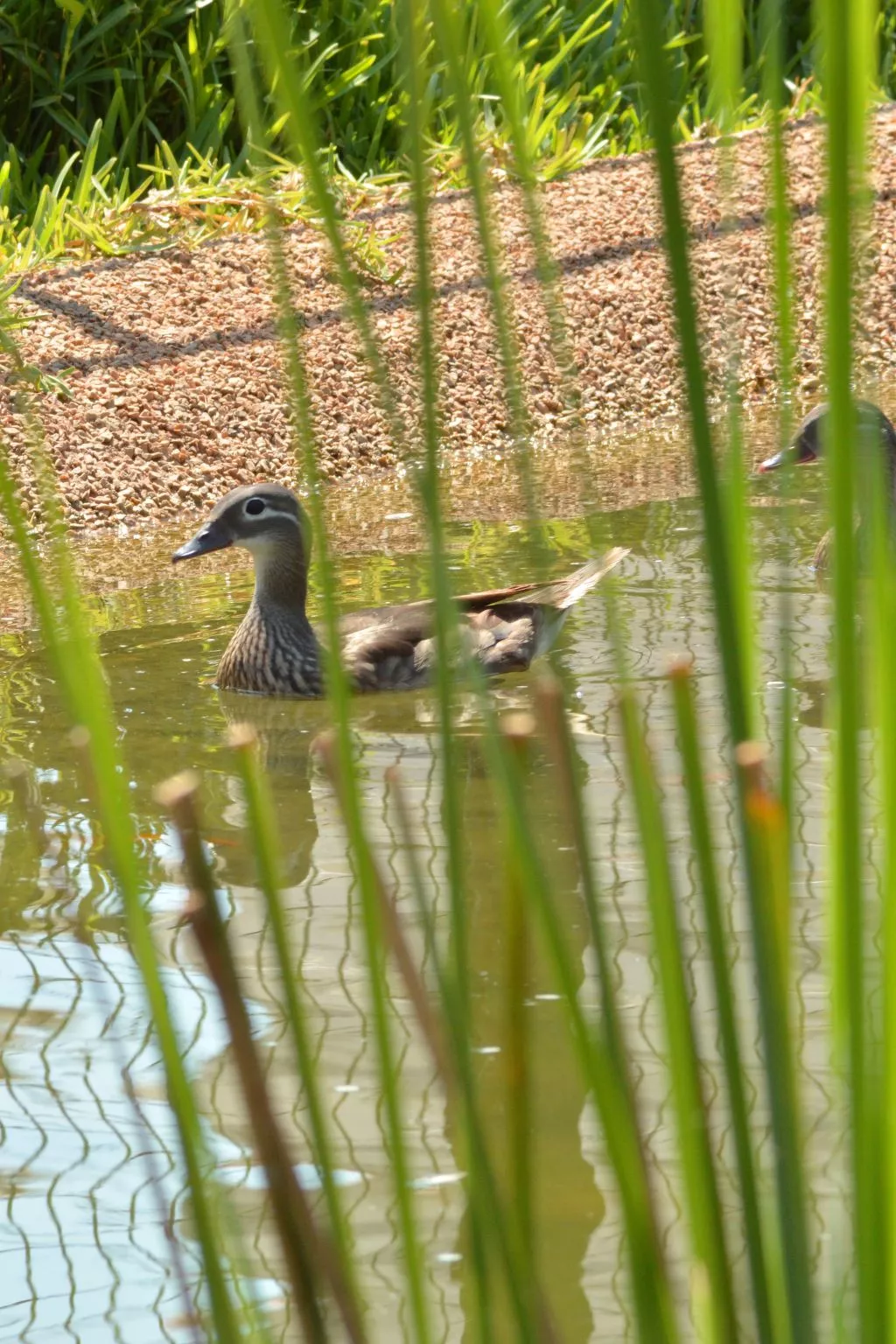 Oasis 11-Image-tags.info