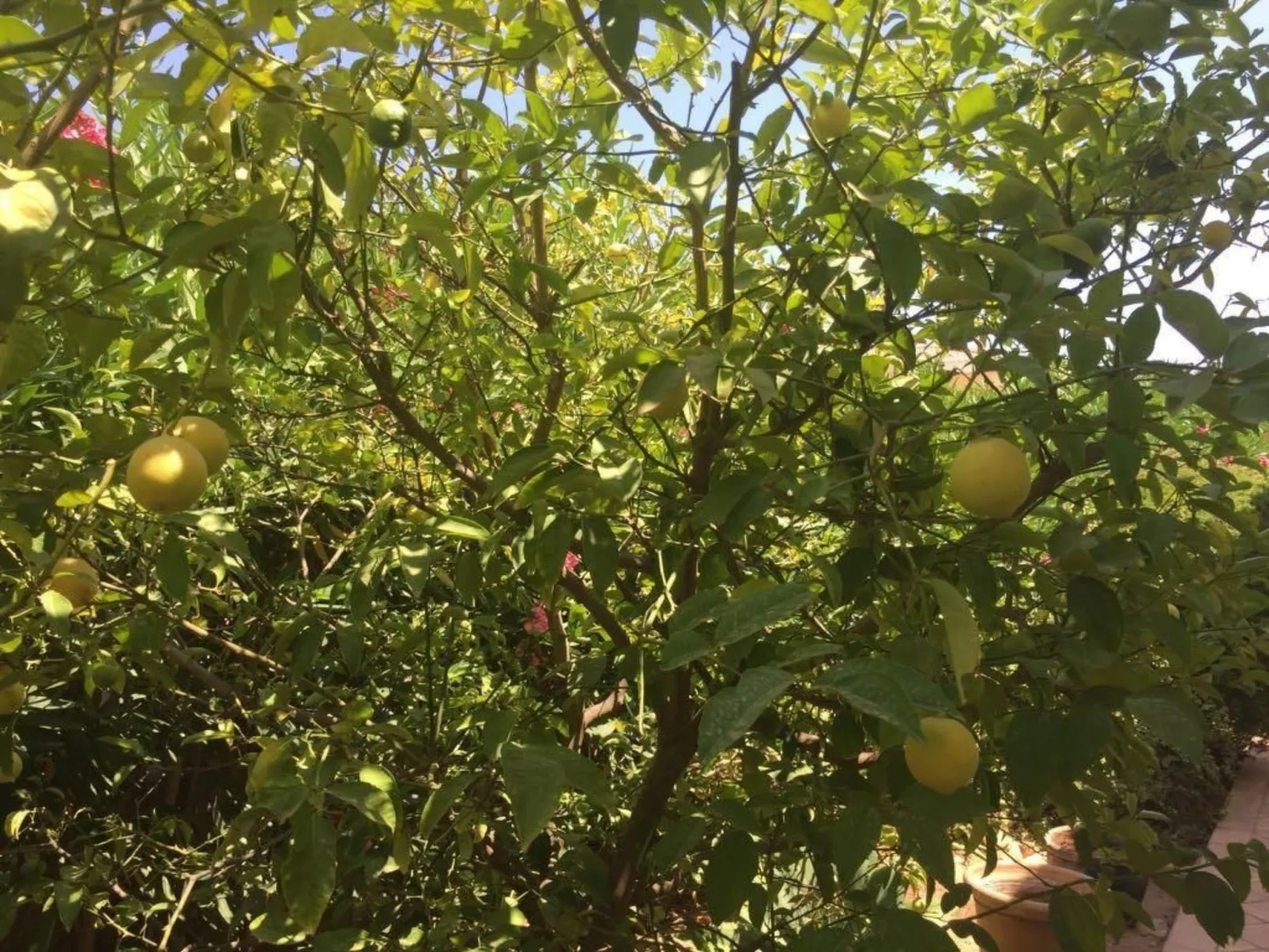 Traumvilla Segaria-Image-tags.info