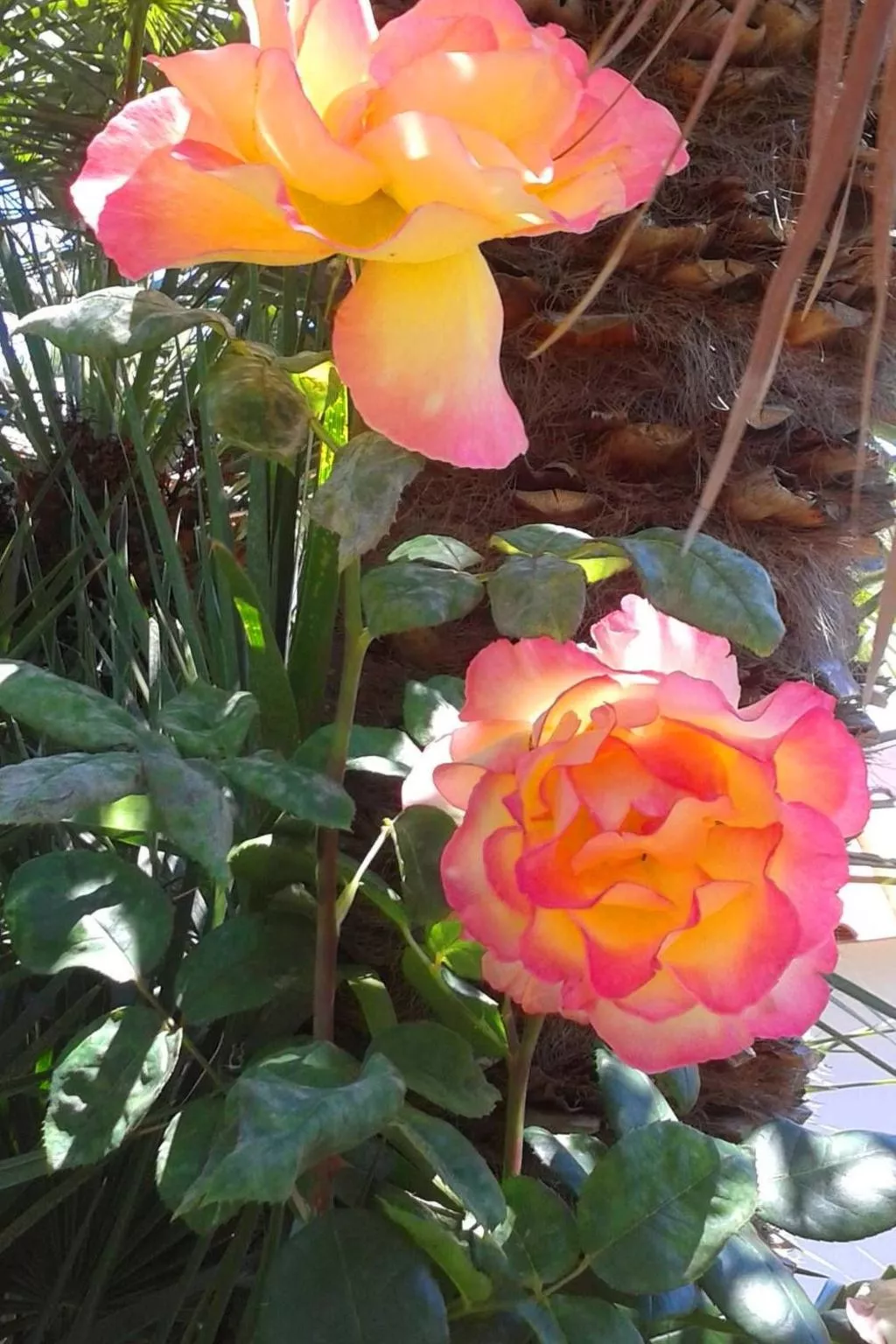 Hibiskus-Image-tags.info