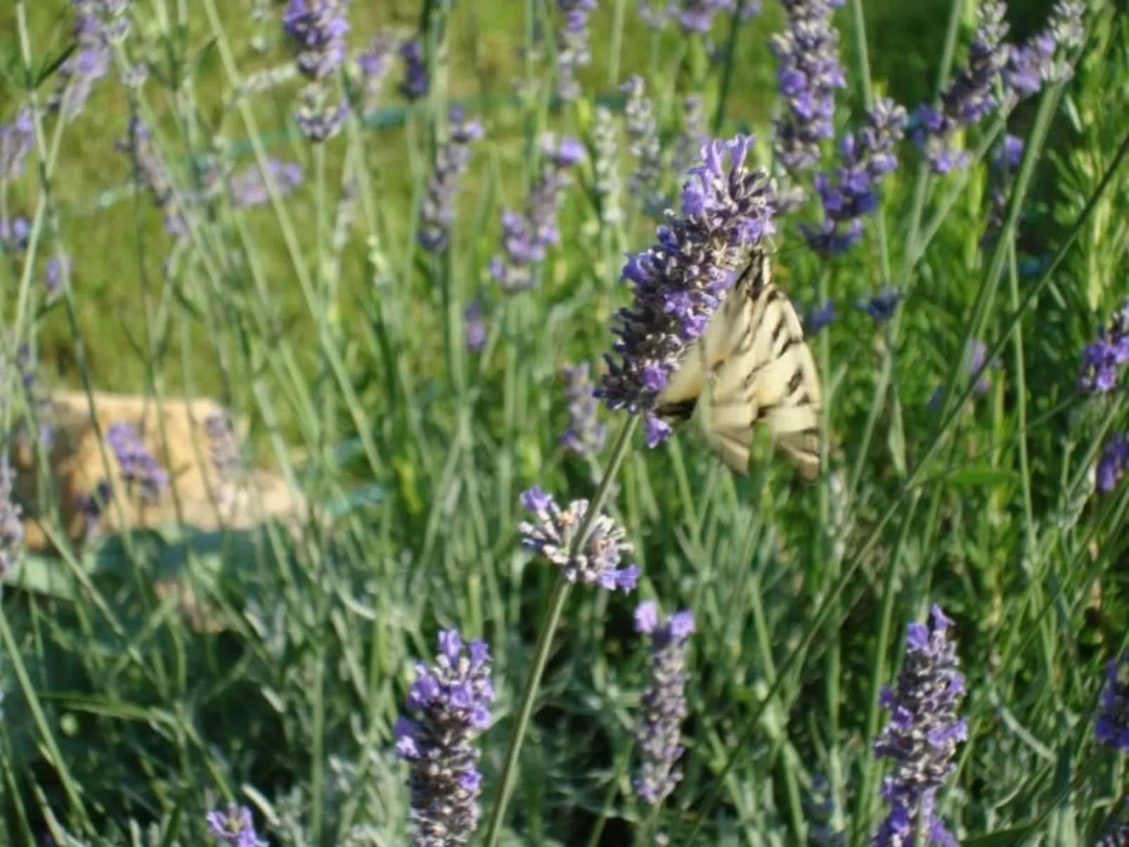 Die Scheune von Penelope-Buiten