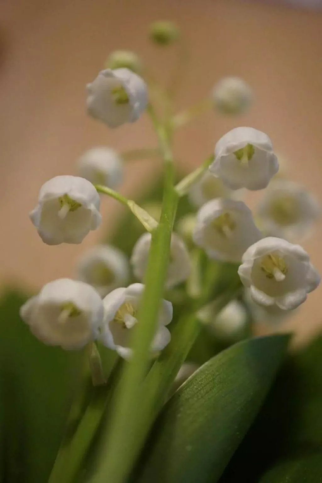 Bühlengasse 6-Binnen