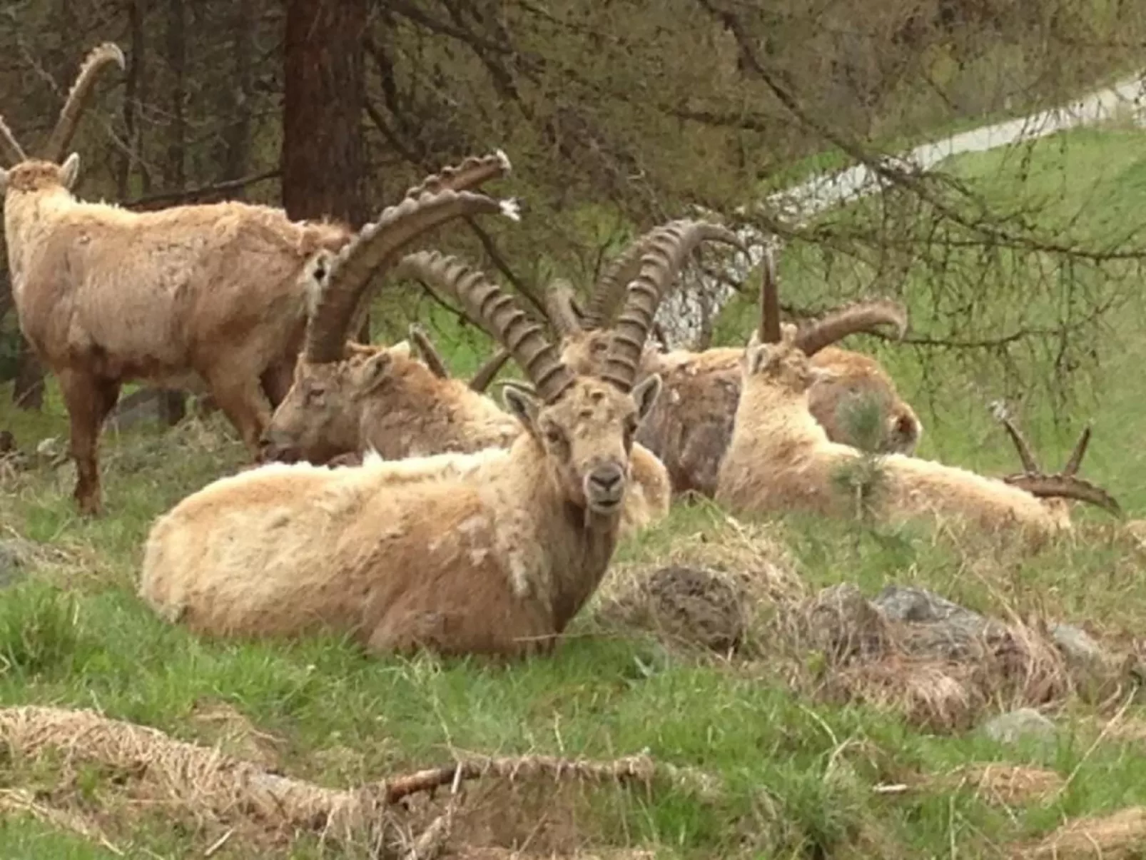 Chesa Andrea, EG-Buiten